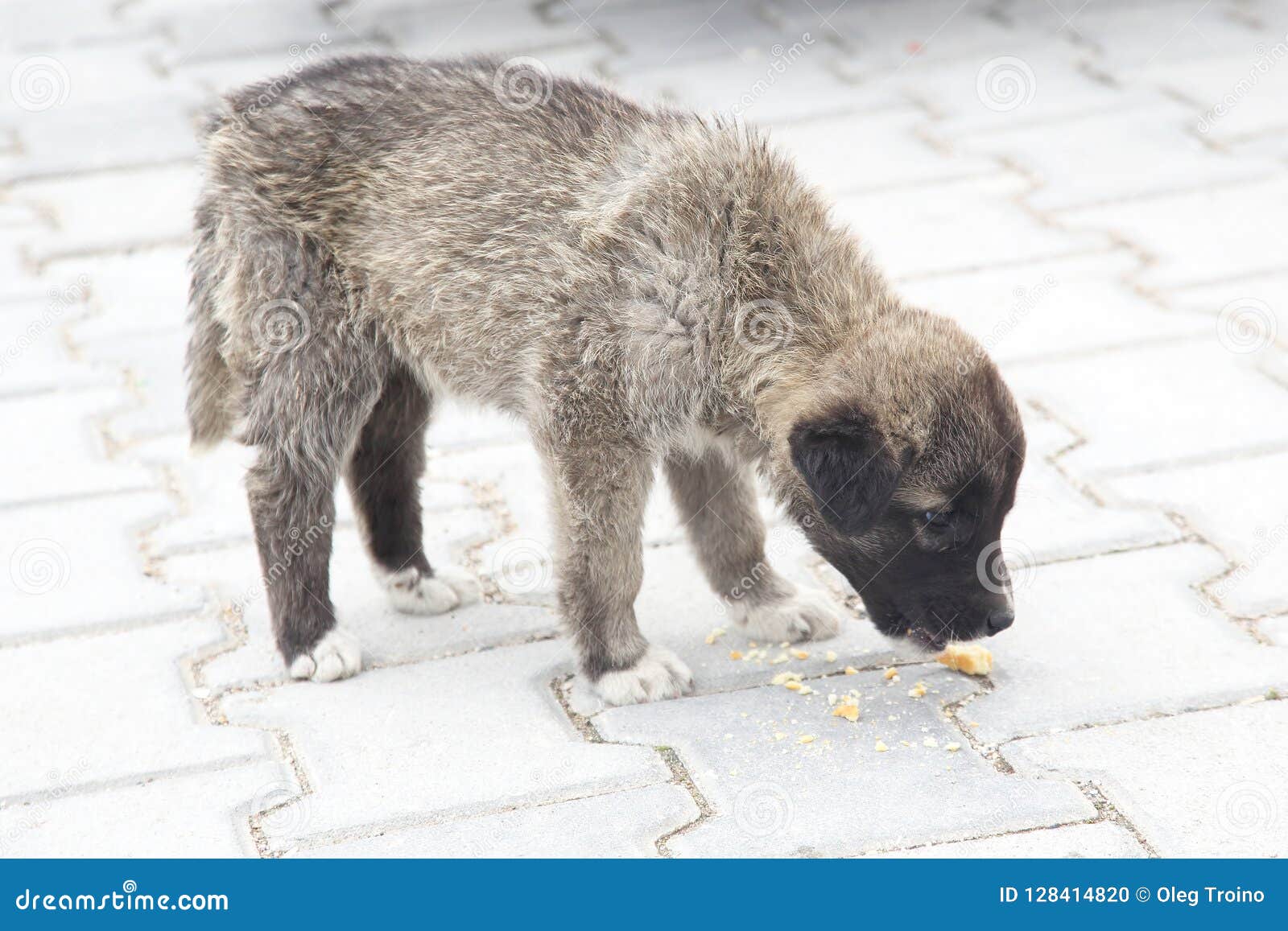 Little Furry Puppy Eating Bread Stock Photo Image of canine, doggy