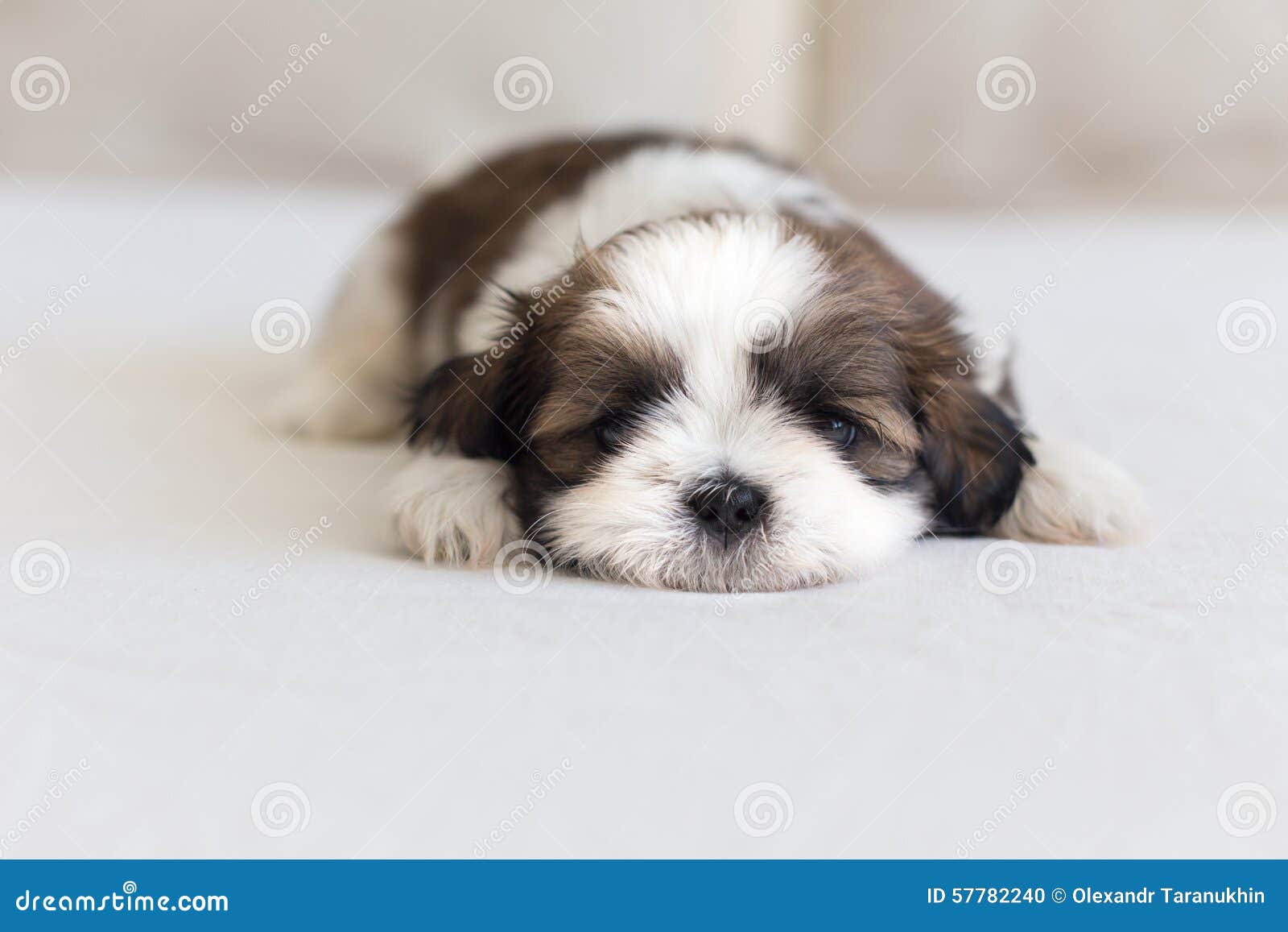 55+ Fluffy Shih Tzu Newborn Puppies