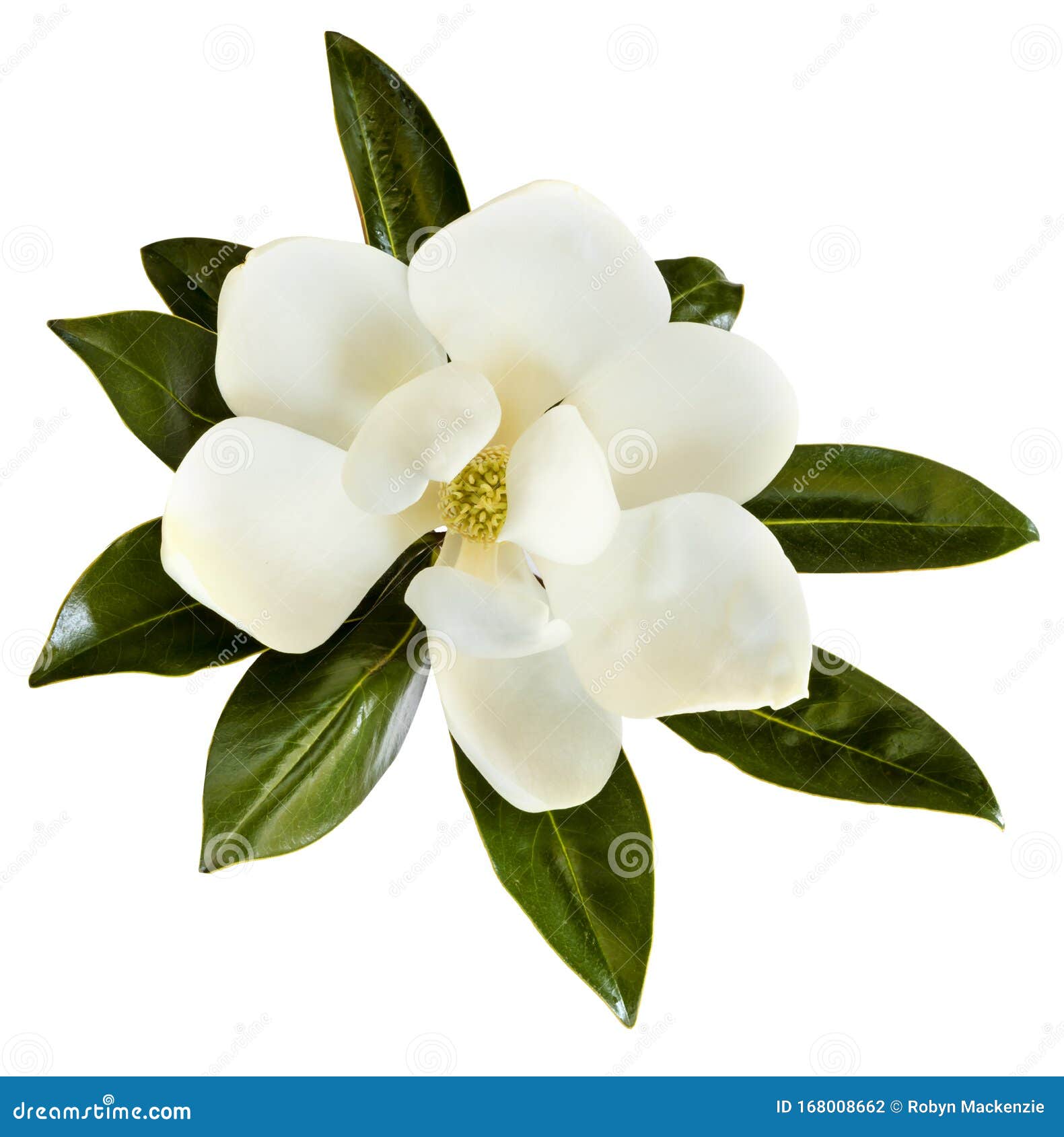 magnolia flower  on white top view