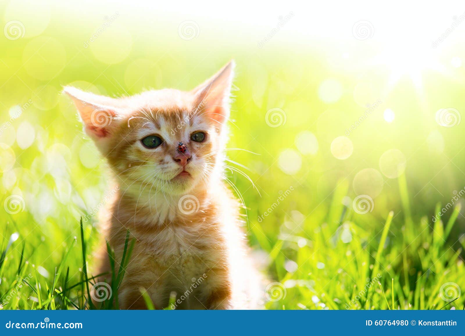 Little Ginger Cat Kitten Outdoors Stock Photo Image of heel, predator