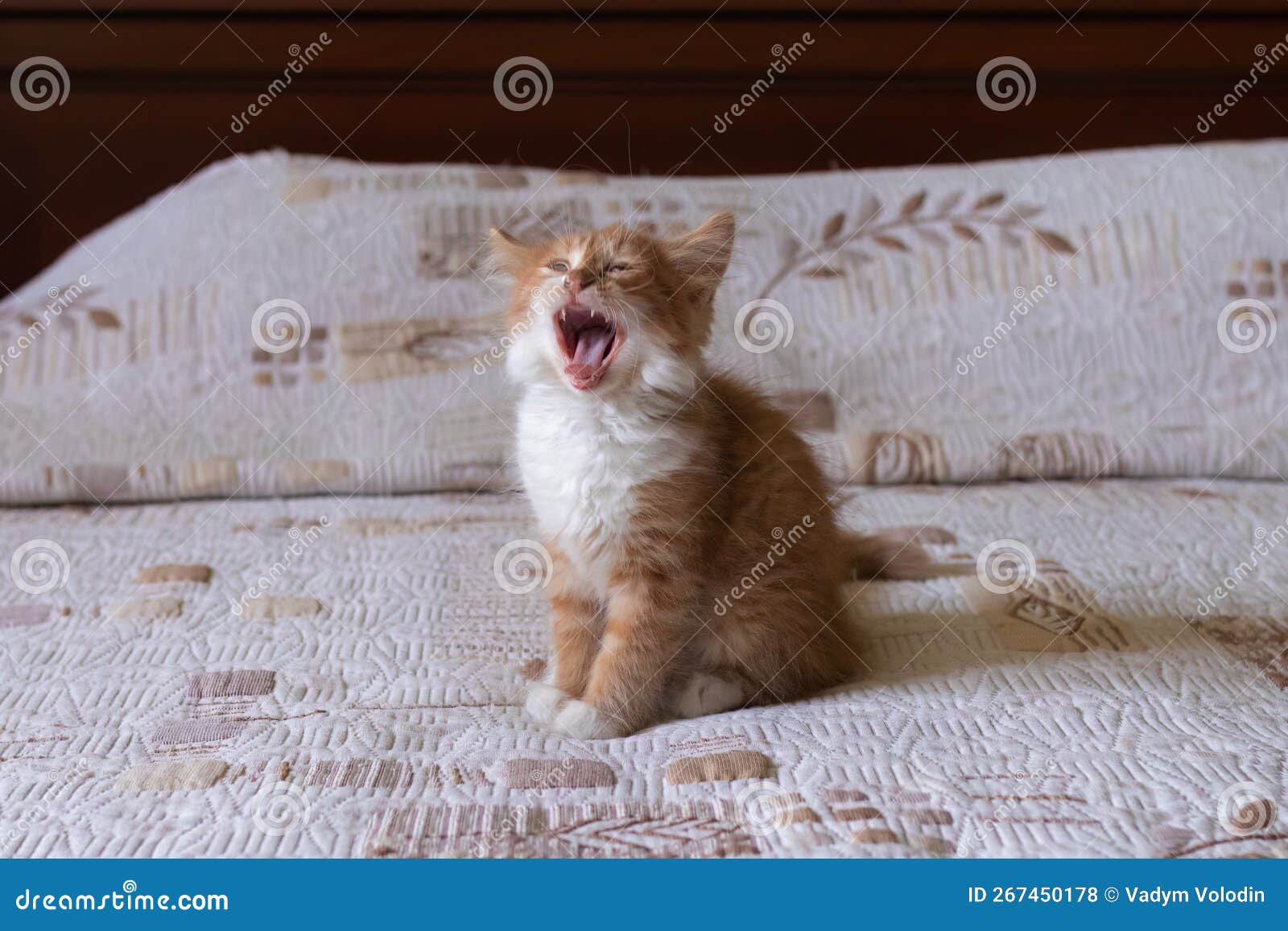 A Little Ginger Kitten Screams on the Bed Stock Photo Image of