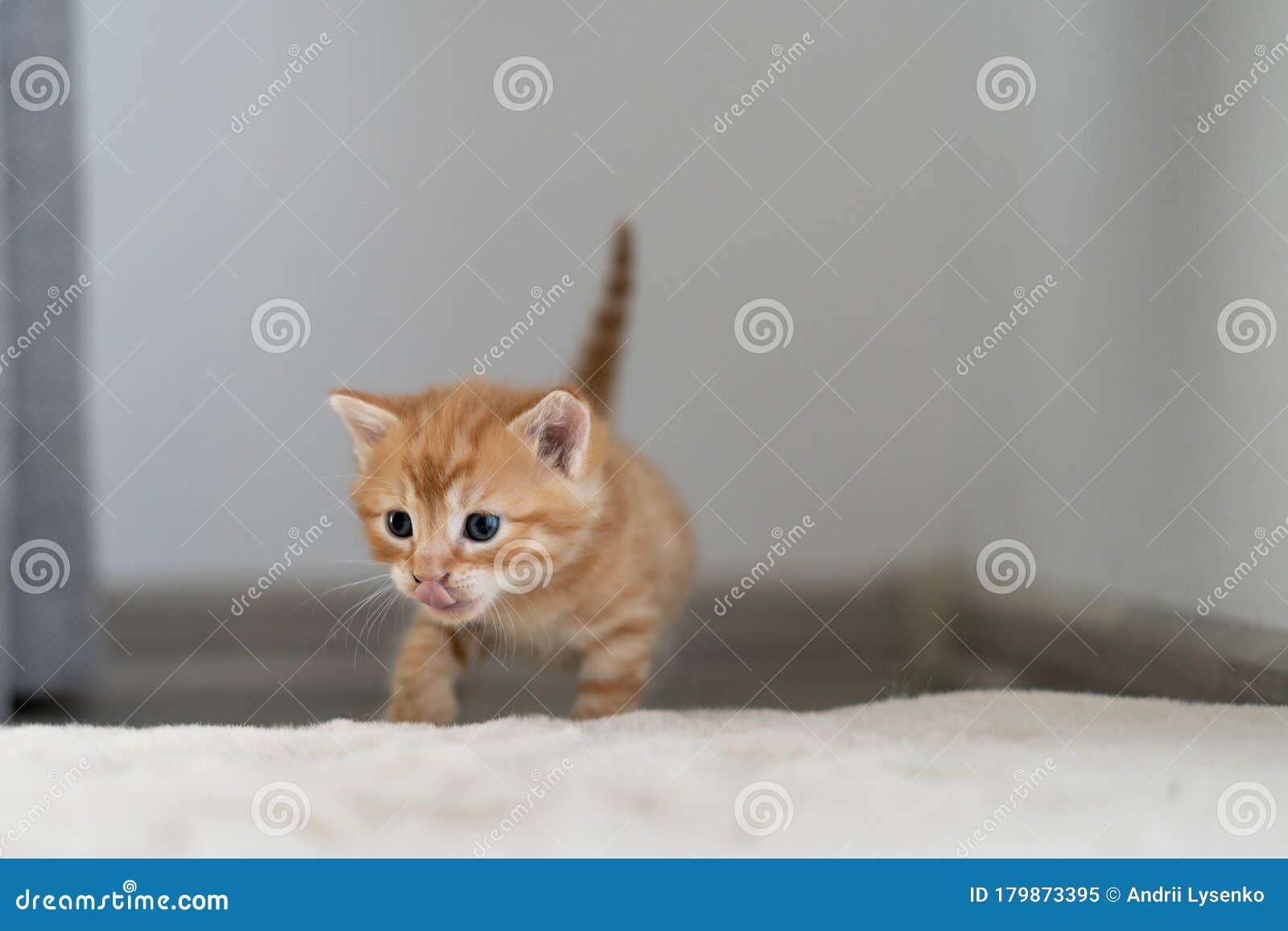A Little Ginger Kitten is Walking on the Bed Licking His Lips Stock