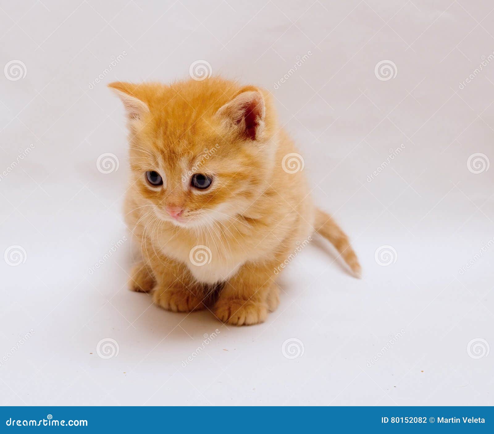 Kitten_Ginger