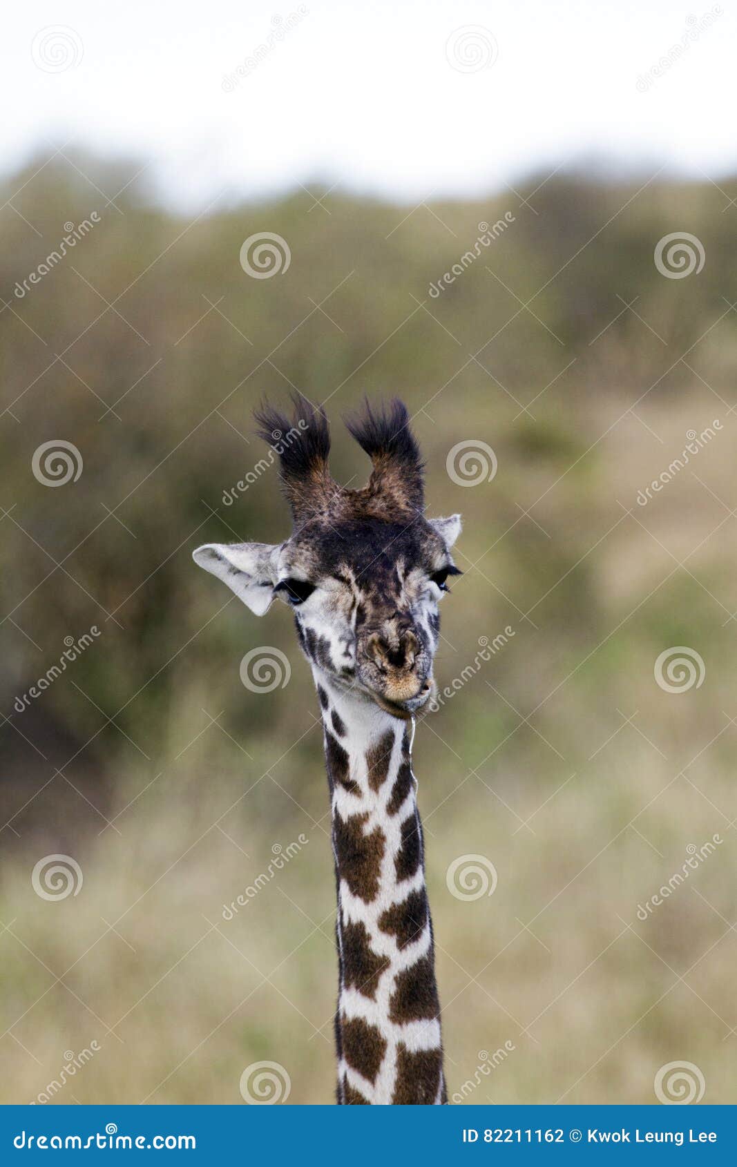 Little Giraffe Close up stock photo. Image of giraffa 82211162