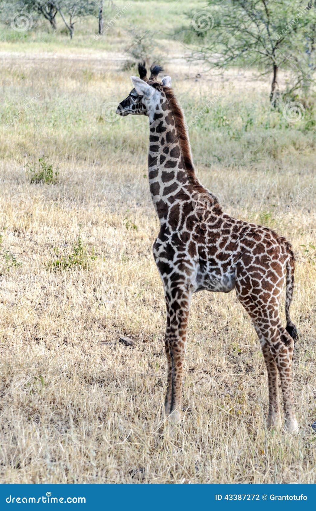 Little Giraffe stock photo. Image of grass, giraffes 43387272