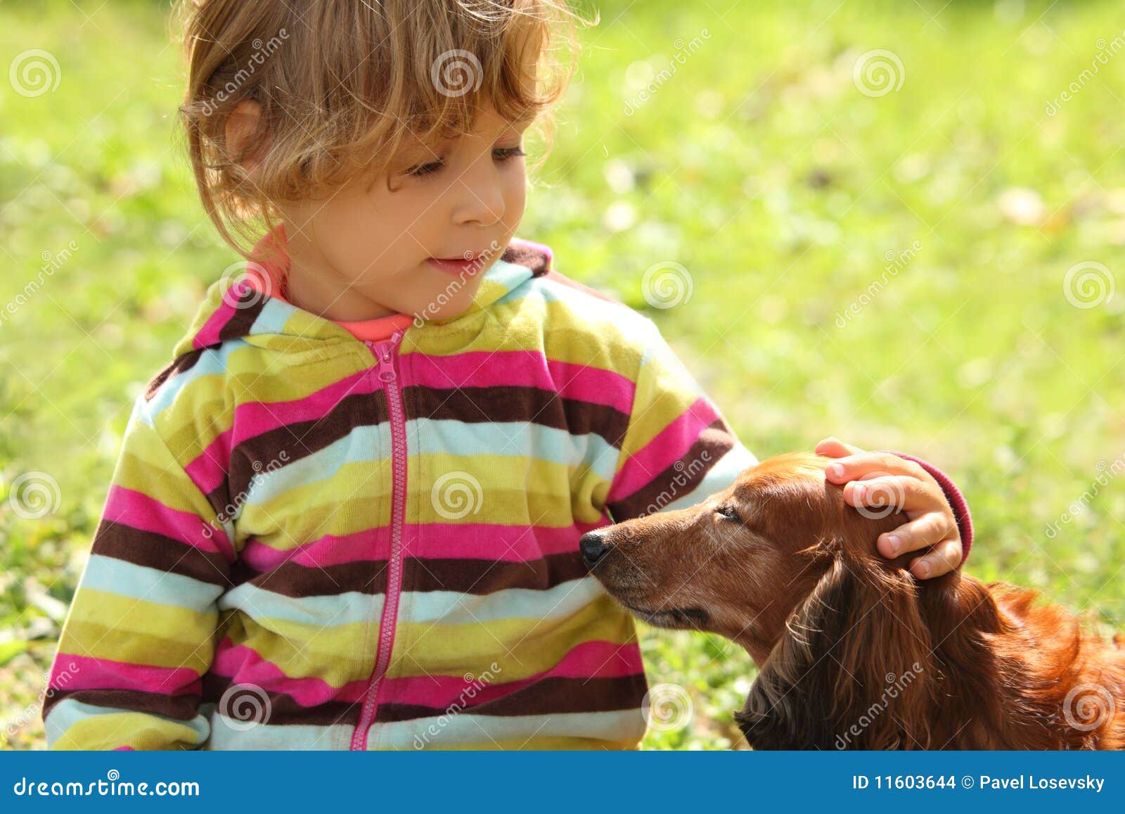 little girl caress dachshund outdoor