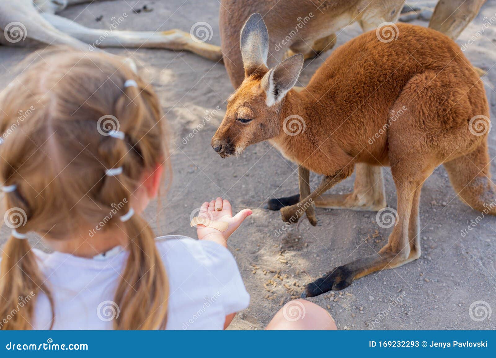 Little girl caring for an Australian kangaroo feeding Australian animals.