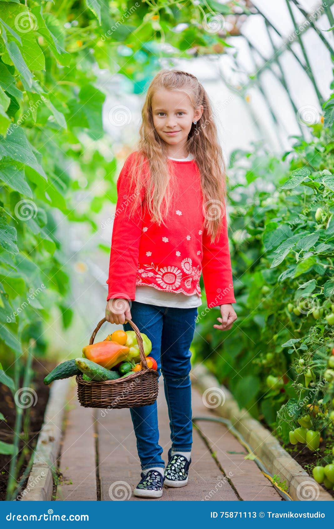 Little Girl Collecting Crop Cucumbers and Tomatos in Greenhouse ...