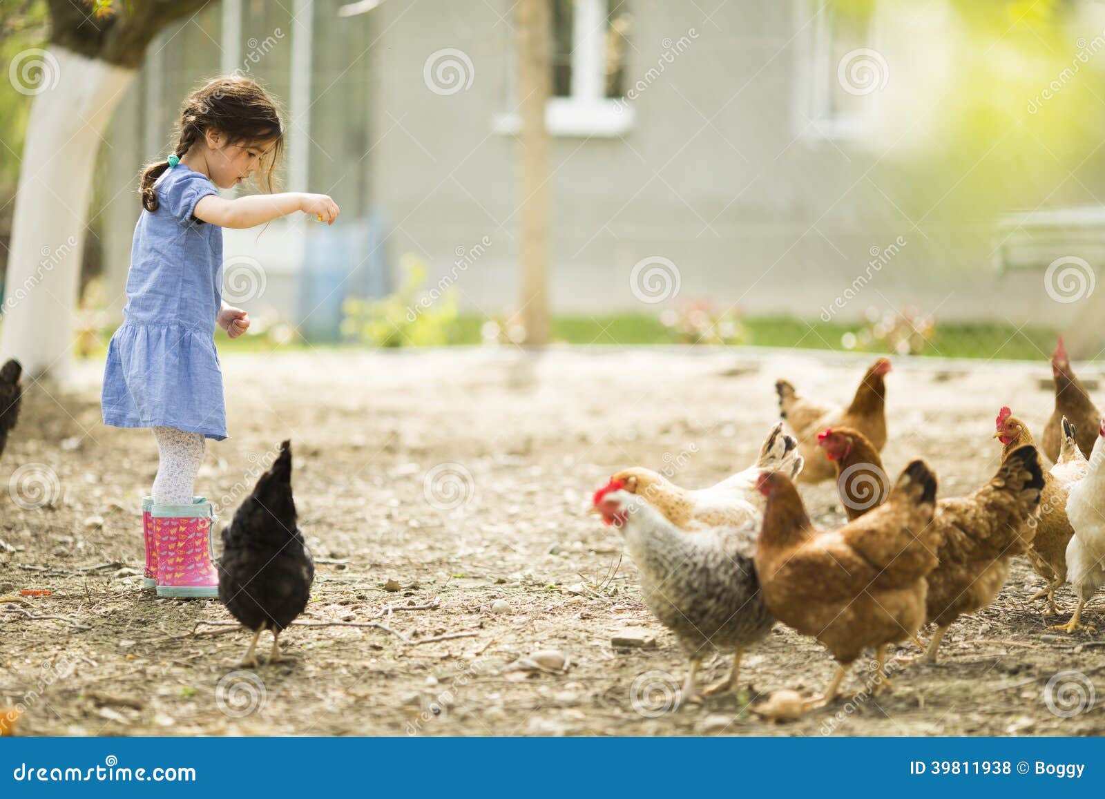 Feeding Chickens In The Barnyard A Person Feeds Chickens With Grain Royalty Free Stock 