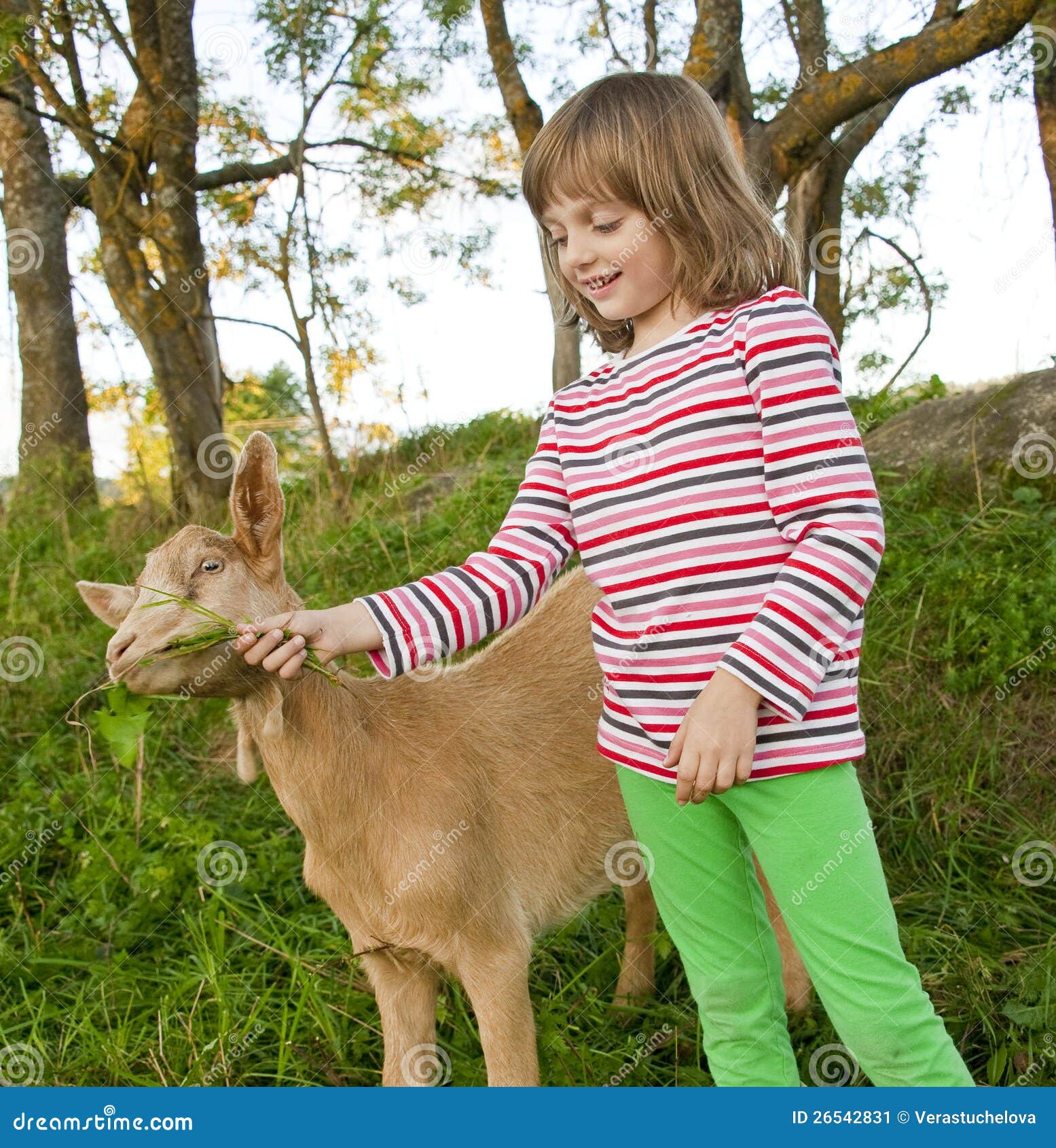 Little girl with goat stock image. Image of hair, feeding 26542831
