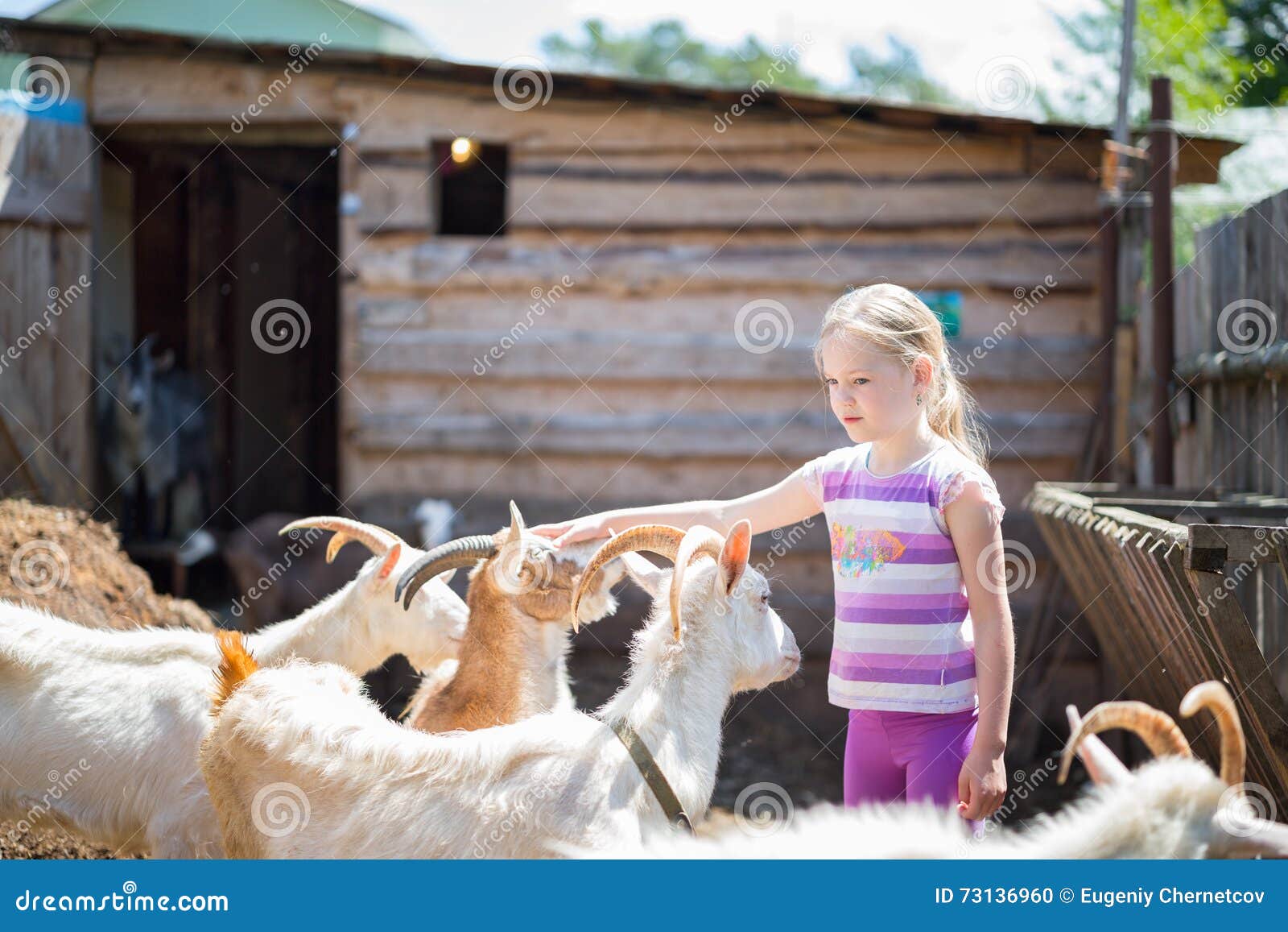 Little girl with goat stock photo. Image of infant, barn 73136960