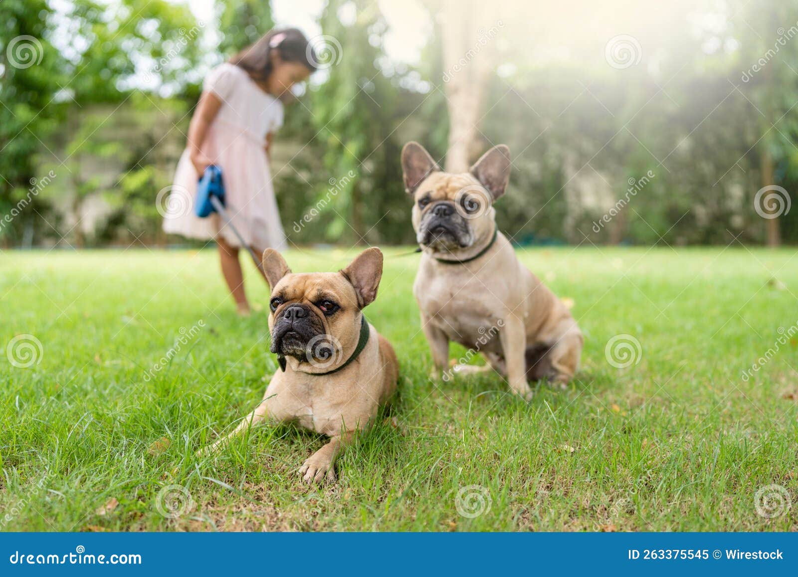 Little Girl with Her Two French Bulldogs in the Park Stock Image
