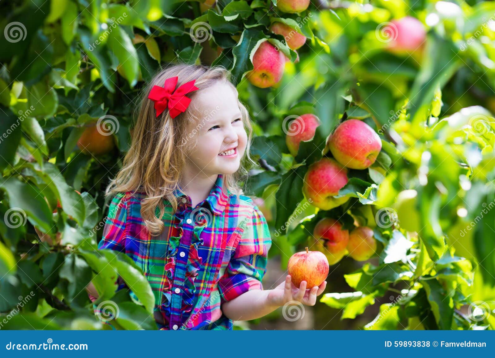 little girl picking apples from tree in a fruit orchard