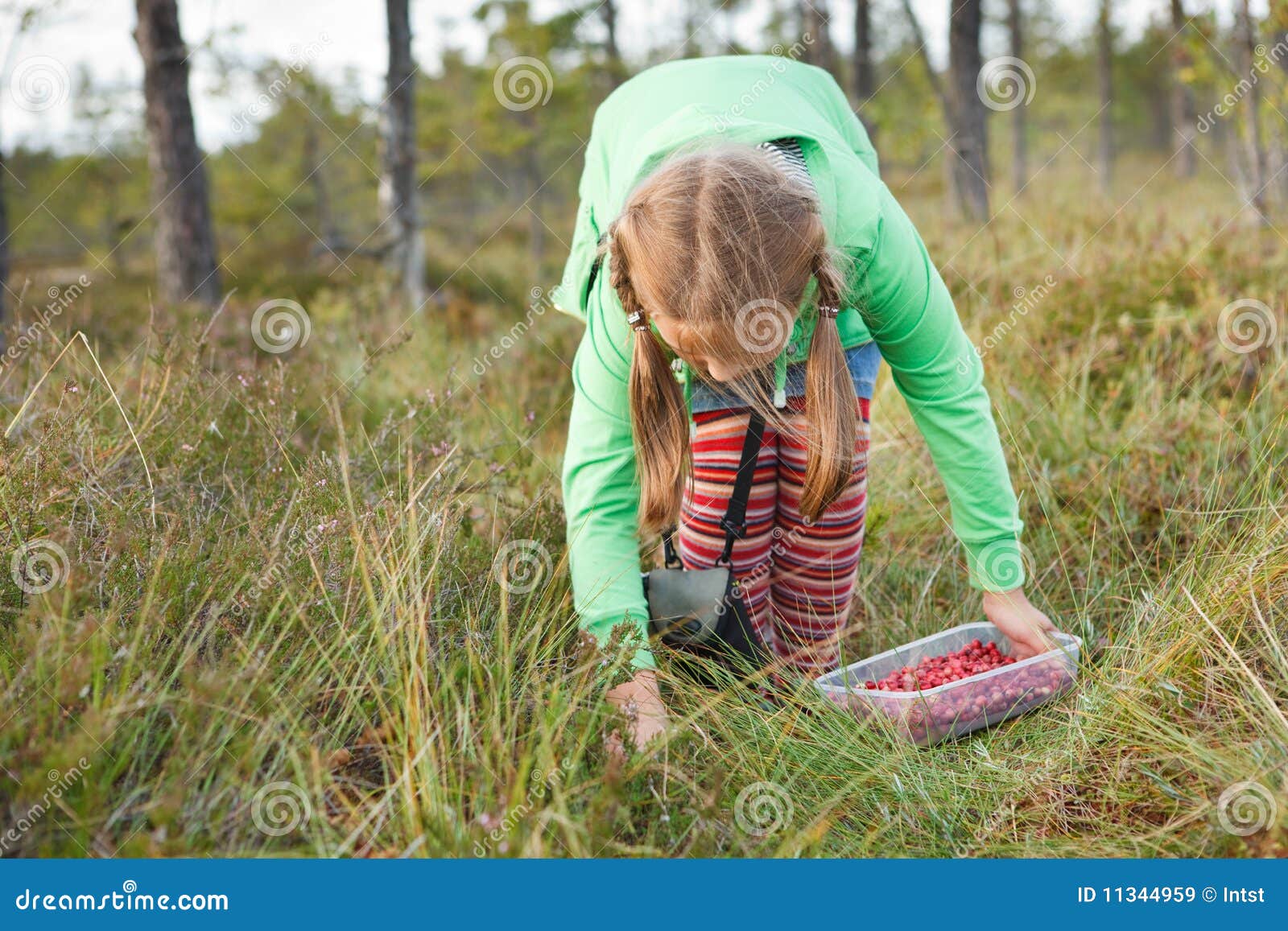 Little Girl Picking Wild Cranberries Stock Image Image of colorful