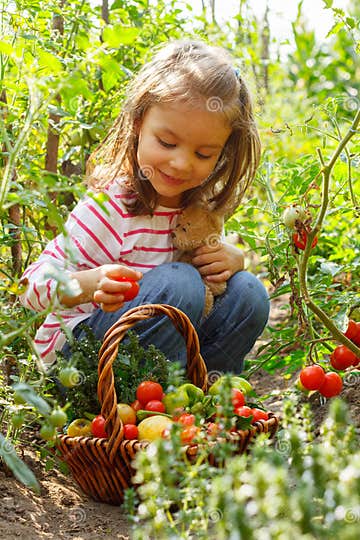 Little Girl with Vegetable Basket Stock Photo - Image of dill, garden ...