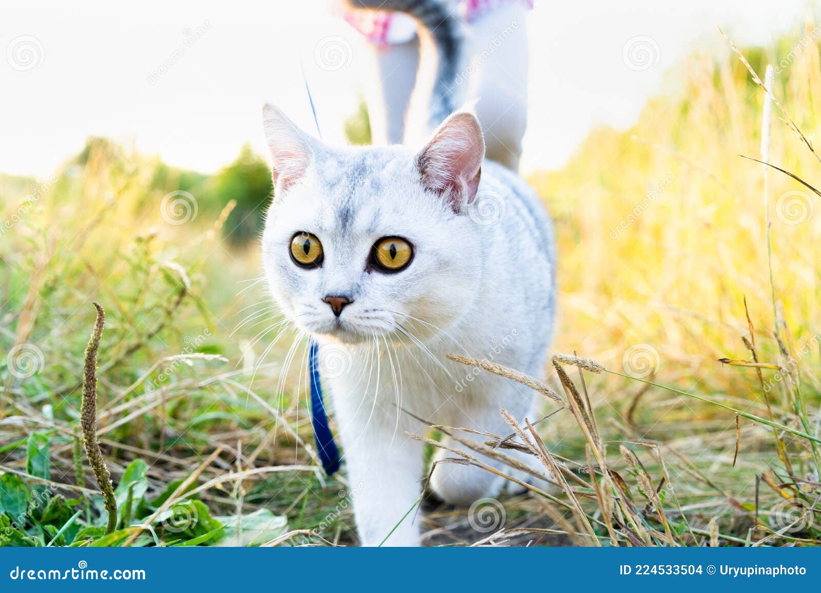 A Little Girl Walks a Big White Scottish Straight-eared Cat in Nature, Love  for Animals Stock Photo - Image of adventure, outdoor: 224533504