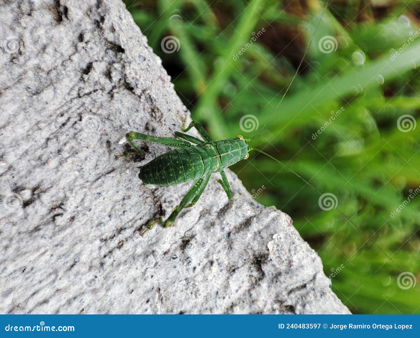 little grasshopper in my house