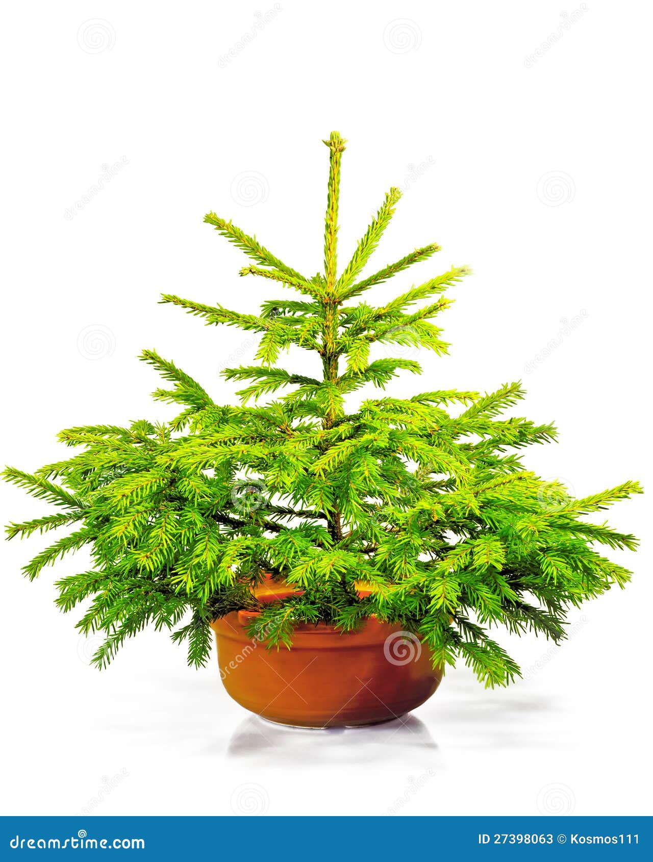 Little Green Christmas Tree in a Pot. Stock Image - Image of season ...