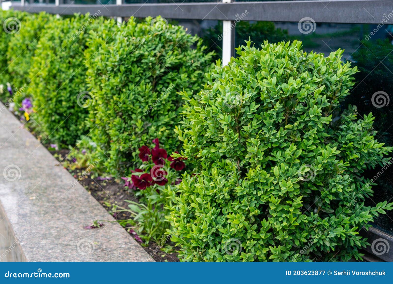 Little Green Decorative Trees on a Flowerbed Stock Image Image of