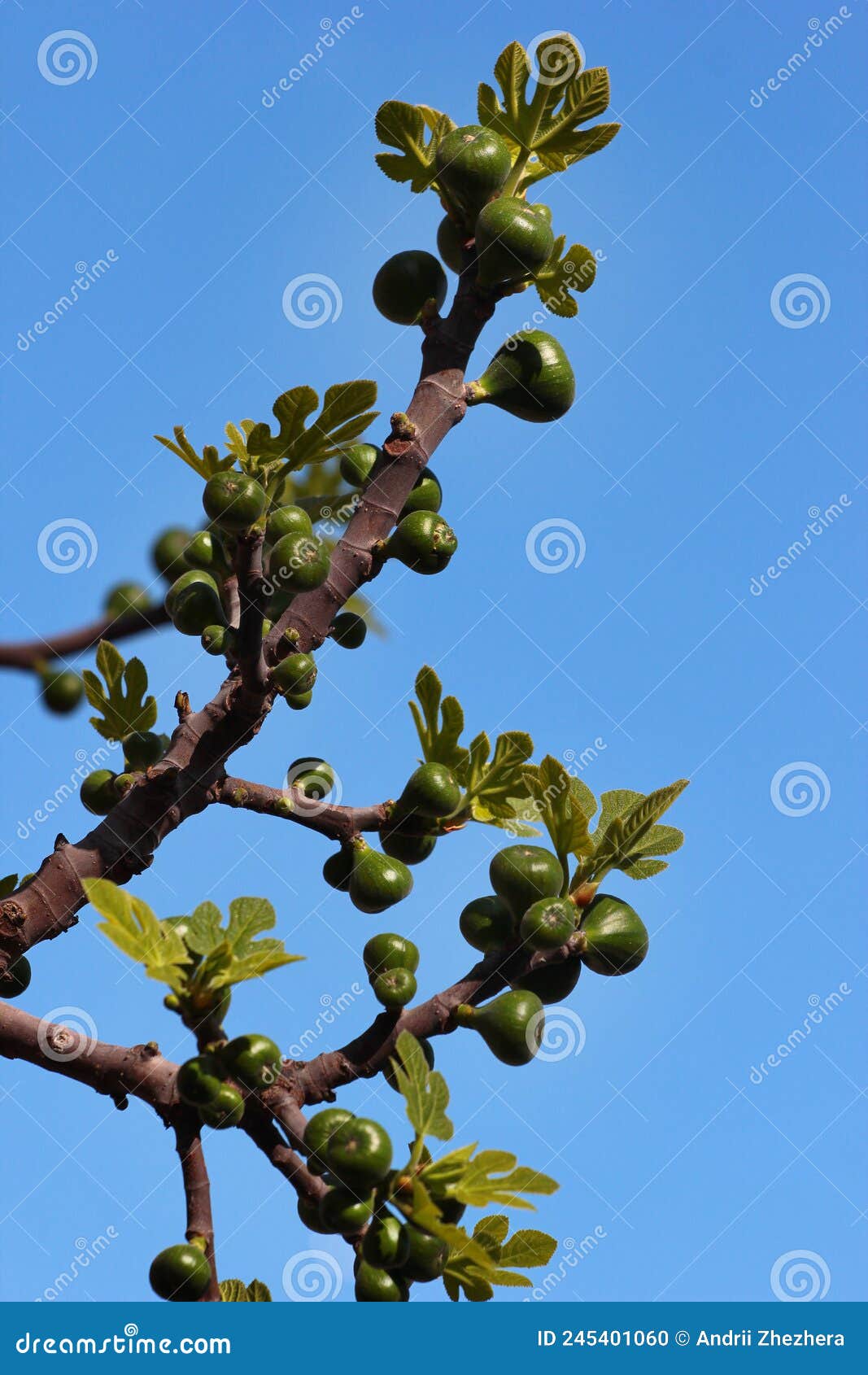 Little Green Fig Fruit on a Tree Branch in a Garden Stock Photo Image of foliage, sweet 245401060