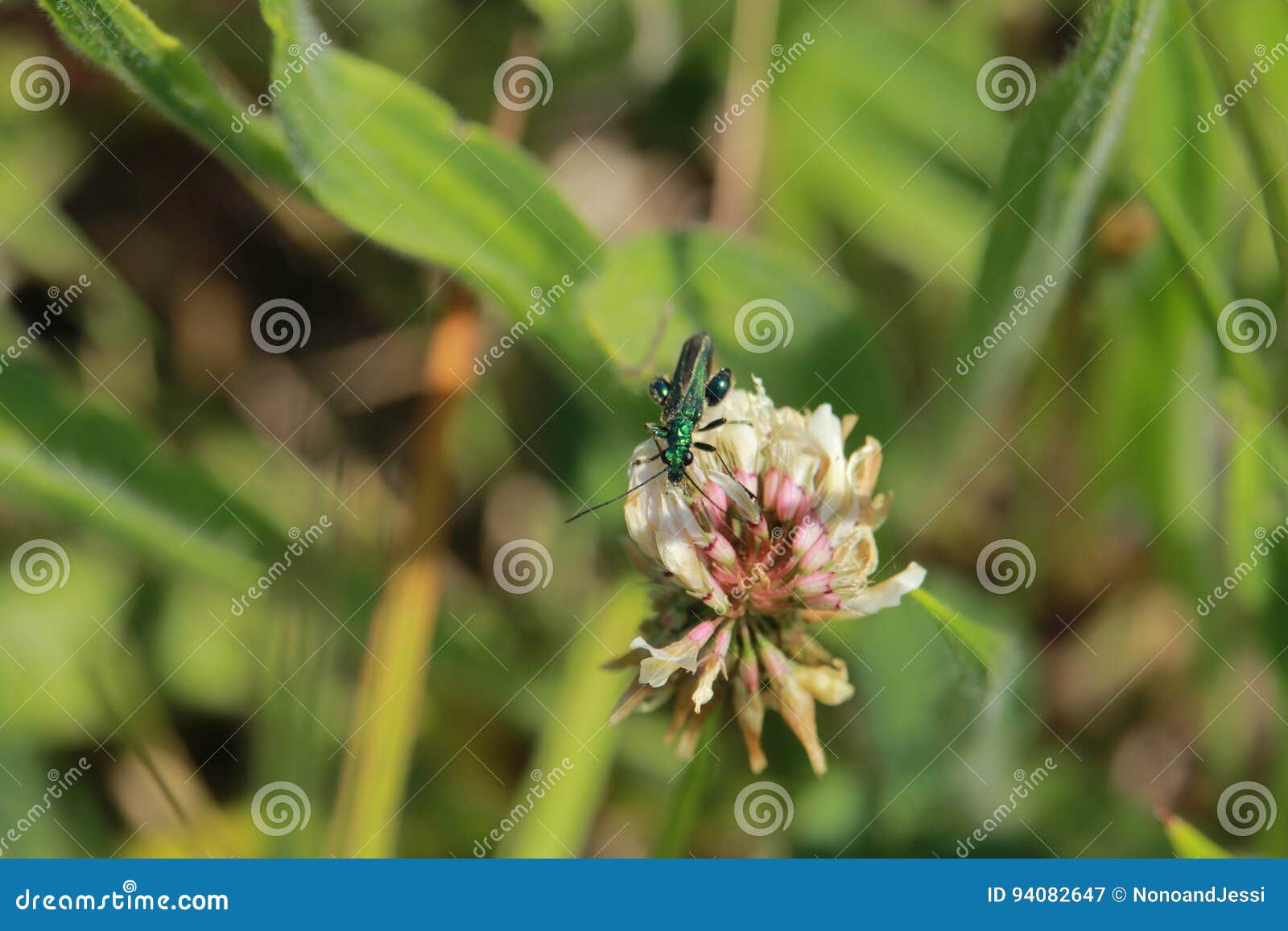 A Little Green Insect that Eats Nectar in Flowers Stock Image Image