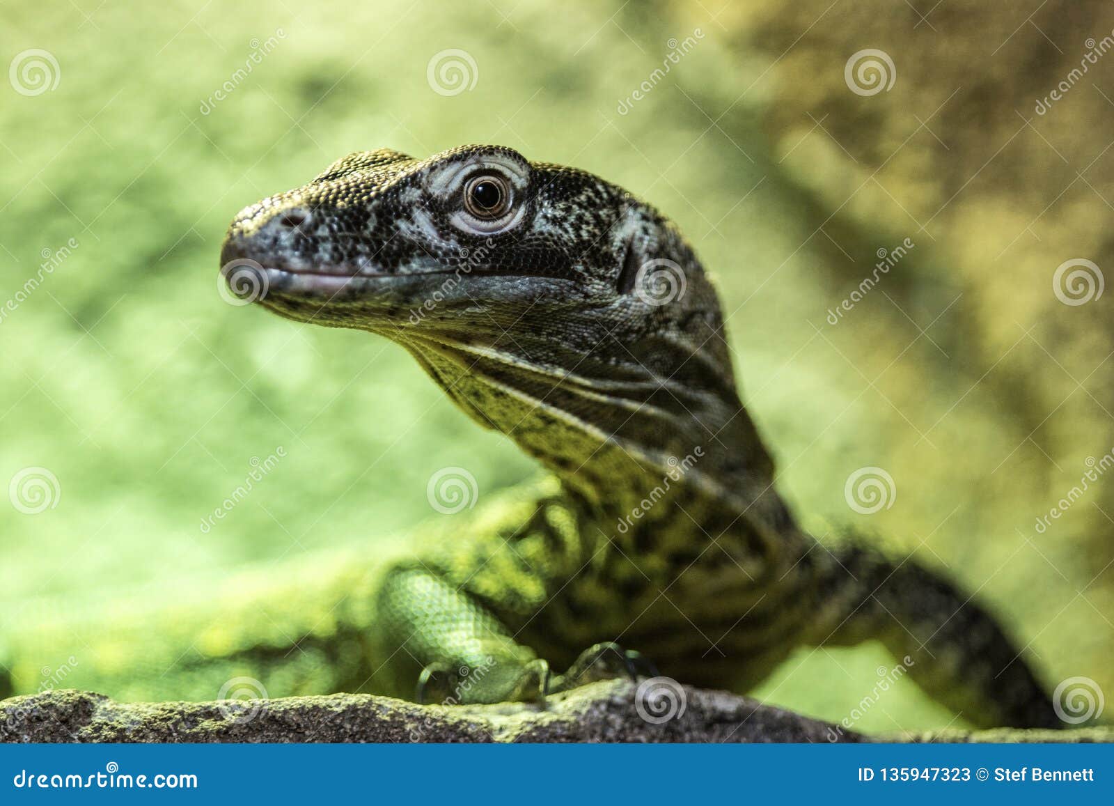 lizard, green