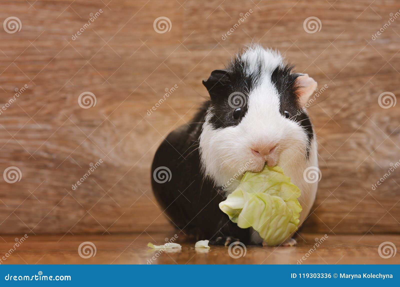 Little Guinea Pig Eating Cabbage Leaf. Stock Photo Image of domestic