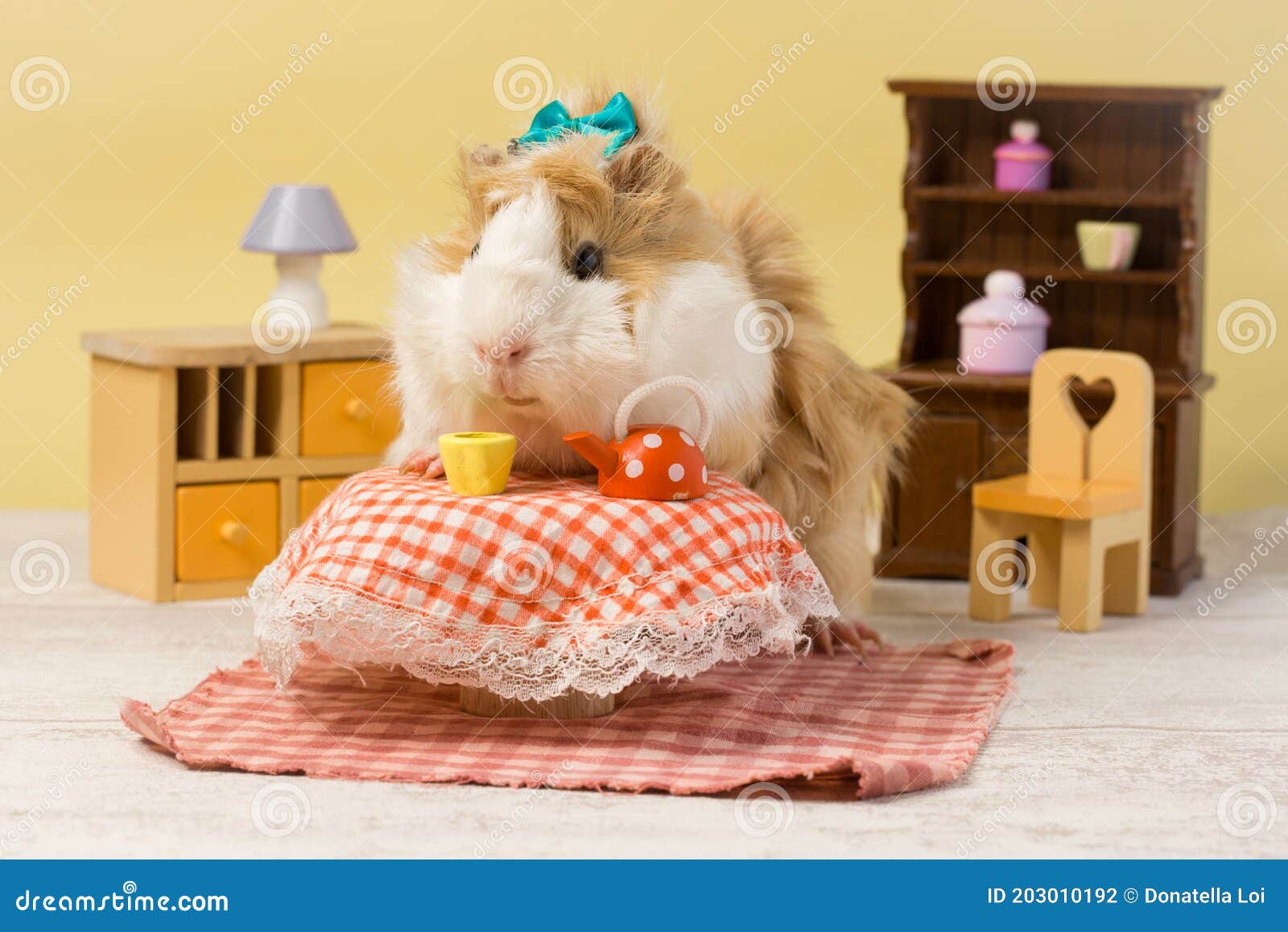 Little Guinea Pig in Little House Stock Photo Image of soft, guinea