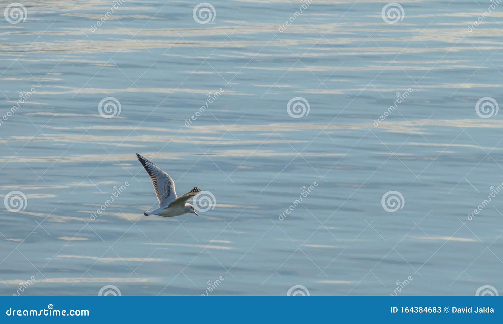 little gull flying over sea hydrocoloeus minutus
