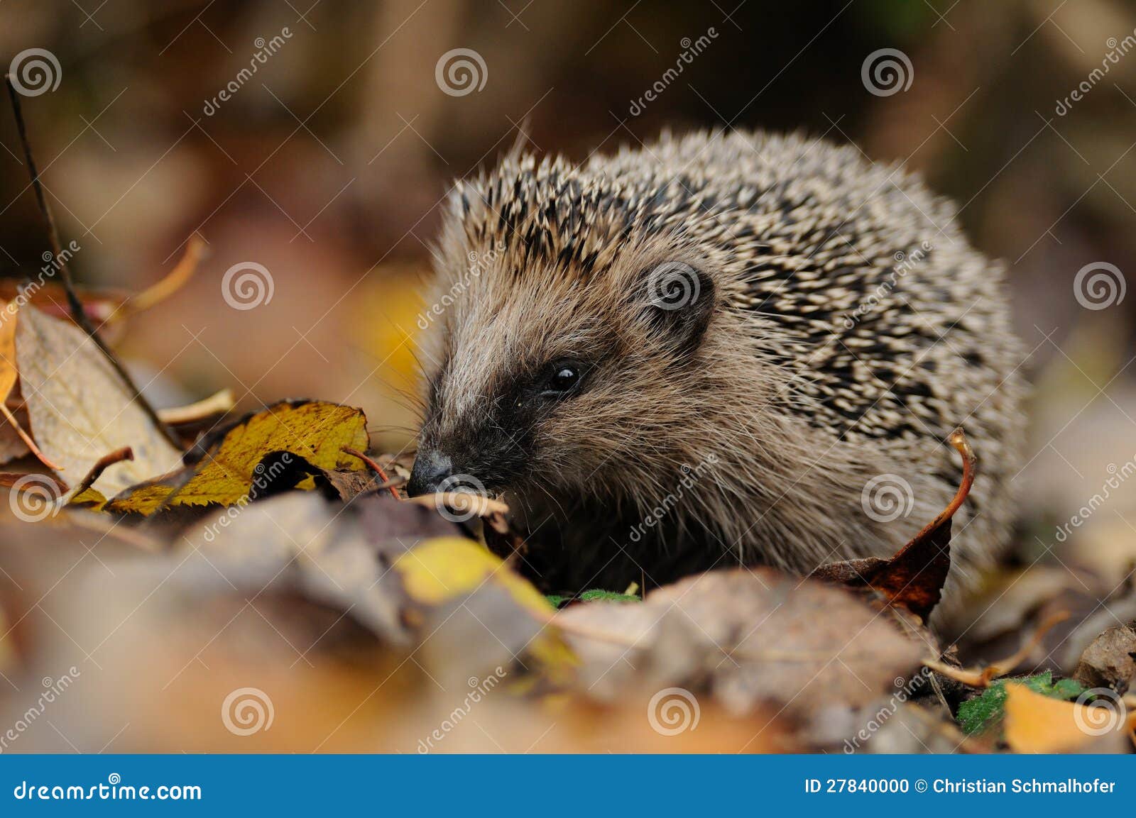 little hedgehog