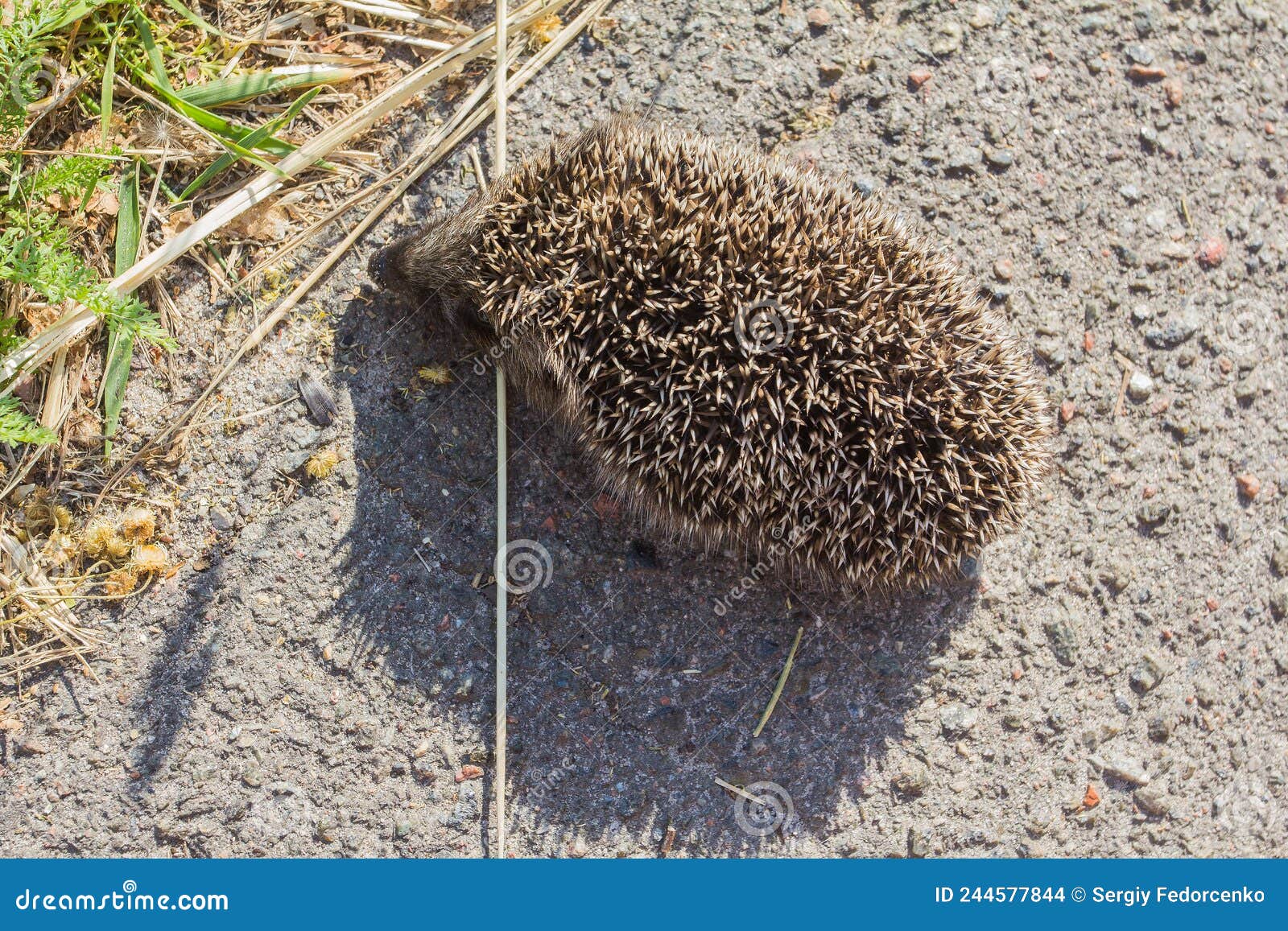 Little Hedgehog on the Road Stock Photo Image of road, hedgehog