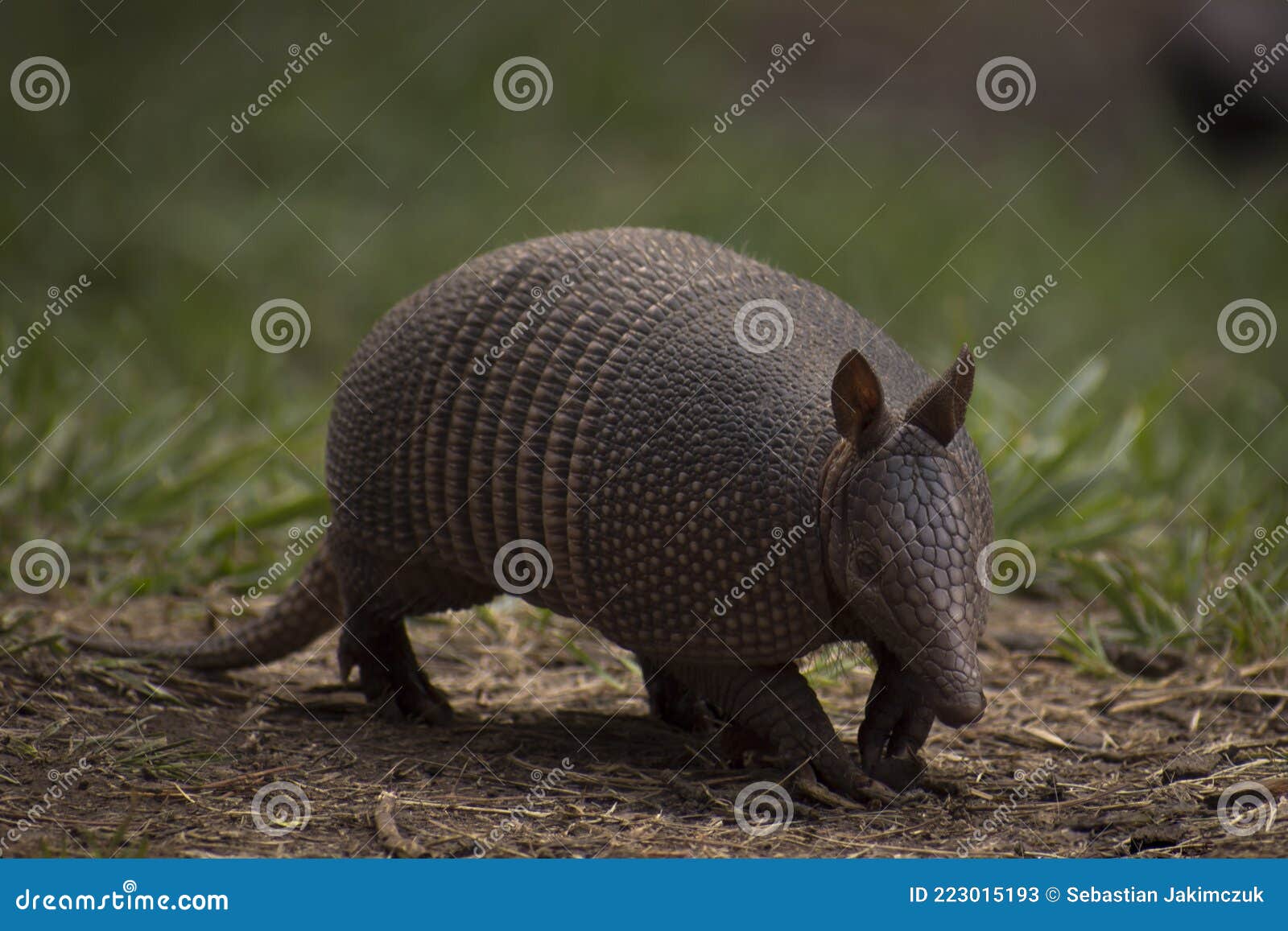 mulita, peludo, quirquincho, armadillo, tatÃÂº -dasypodiae- little herbivorous mammal
