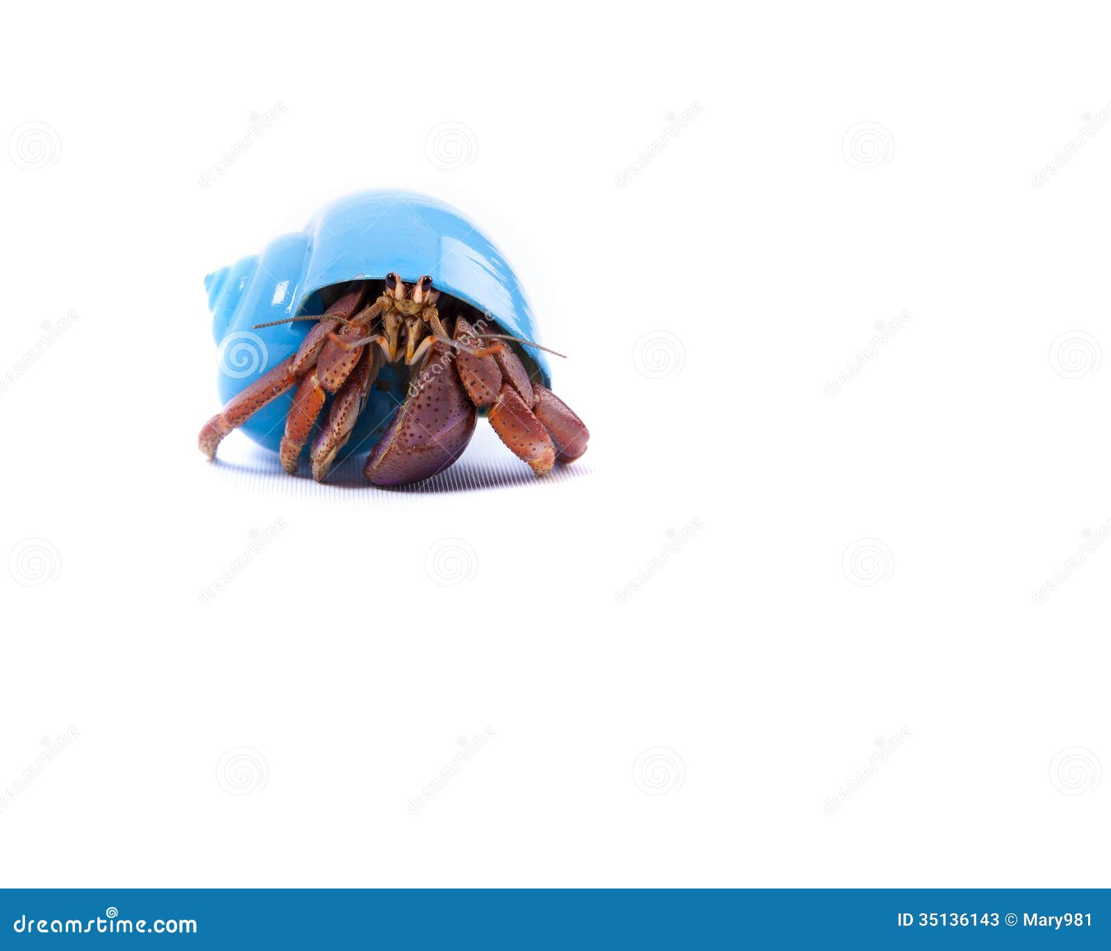 Sea Sponge Hermit Crab Stock Photos - Free & Royalty-Free Stock Photos from  Dreamstime