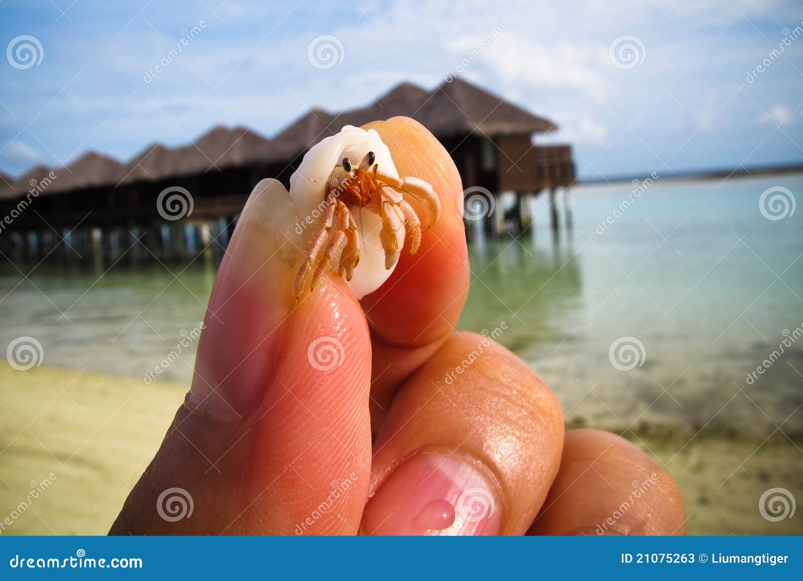 Little hermit crab in hand stock image. Image of crab 21075263