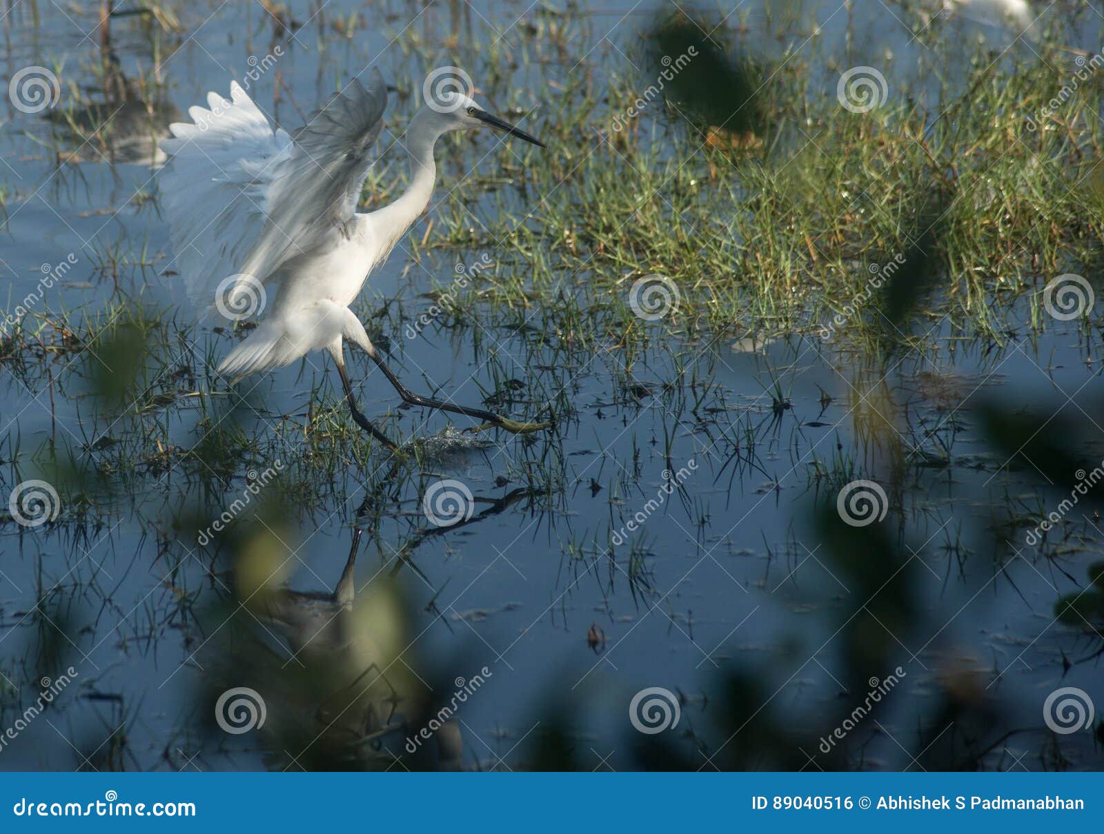 Little Heron Landing stock photo. Image of blue, river 89040516