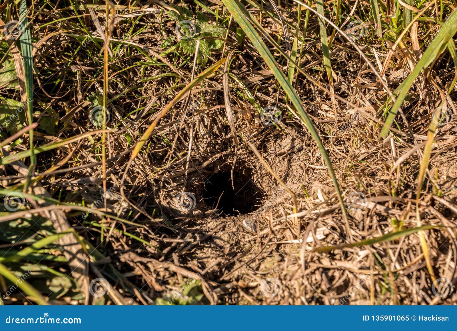 Little Hole of a Mouse on the Big Field Stock Image Image of