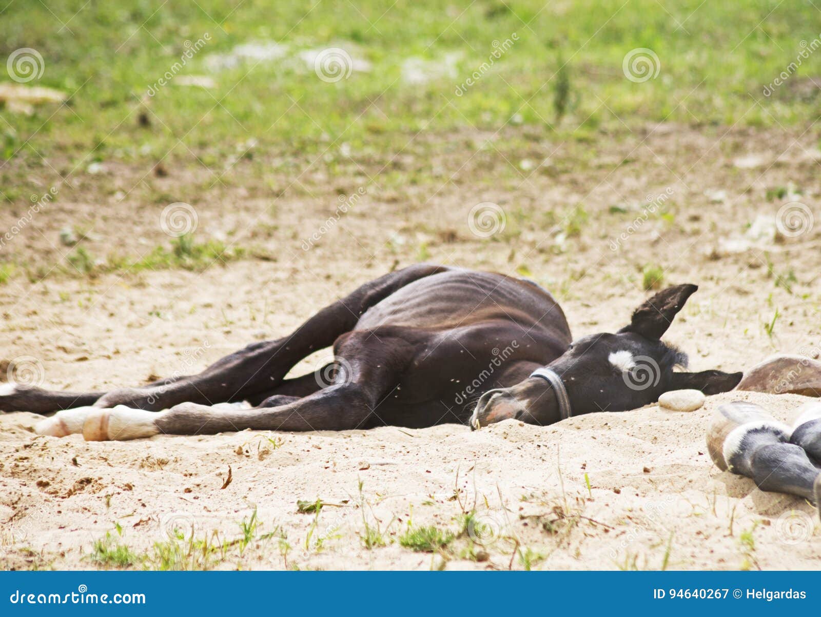 Little horse sleeping stock image. Image of horse, dream 94640267