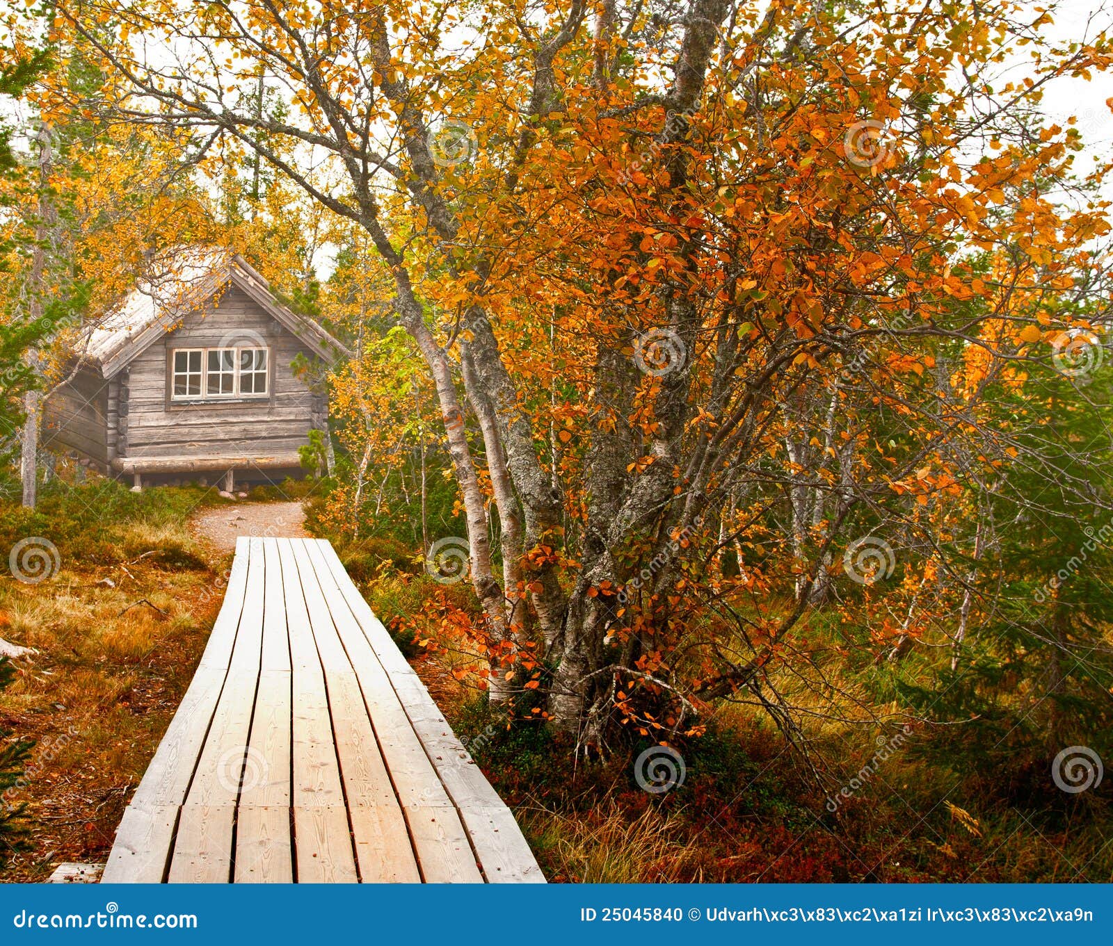  Little  house  in the forest  stock photo Image of outdoors 25045840