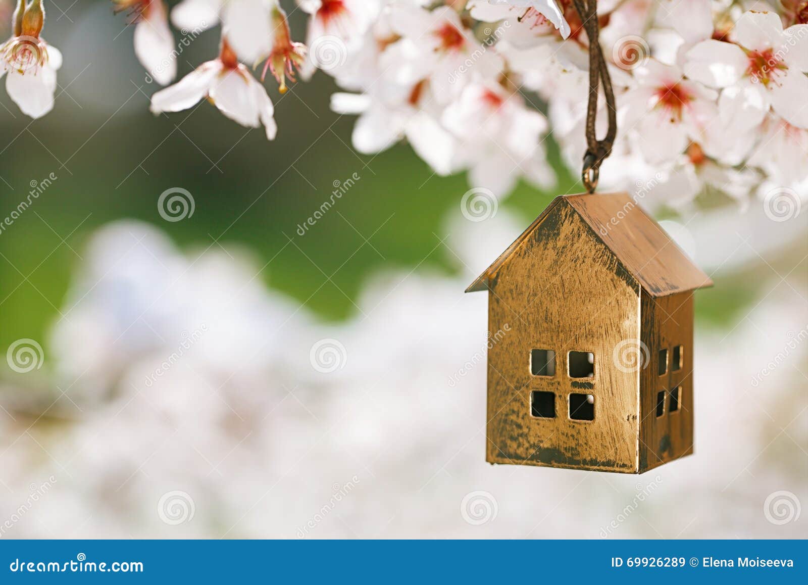Little house in Spring with blossom cherry flower sakura
