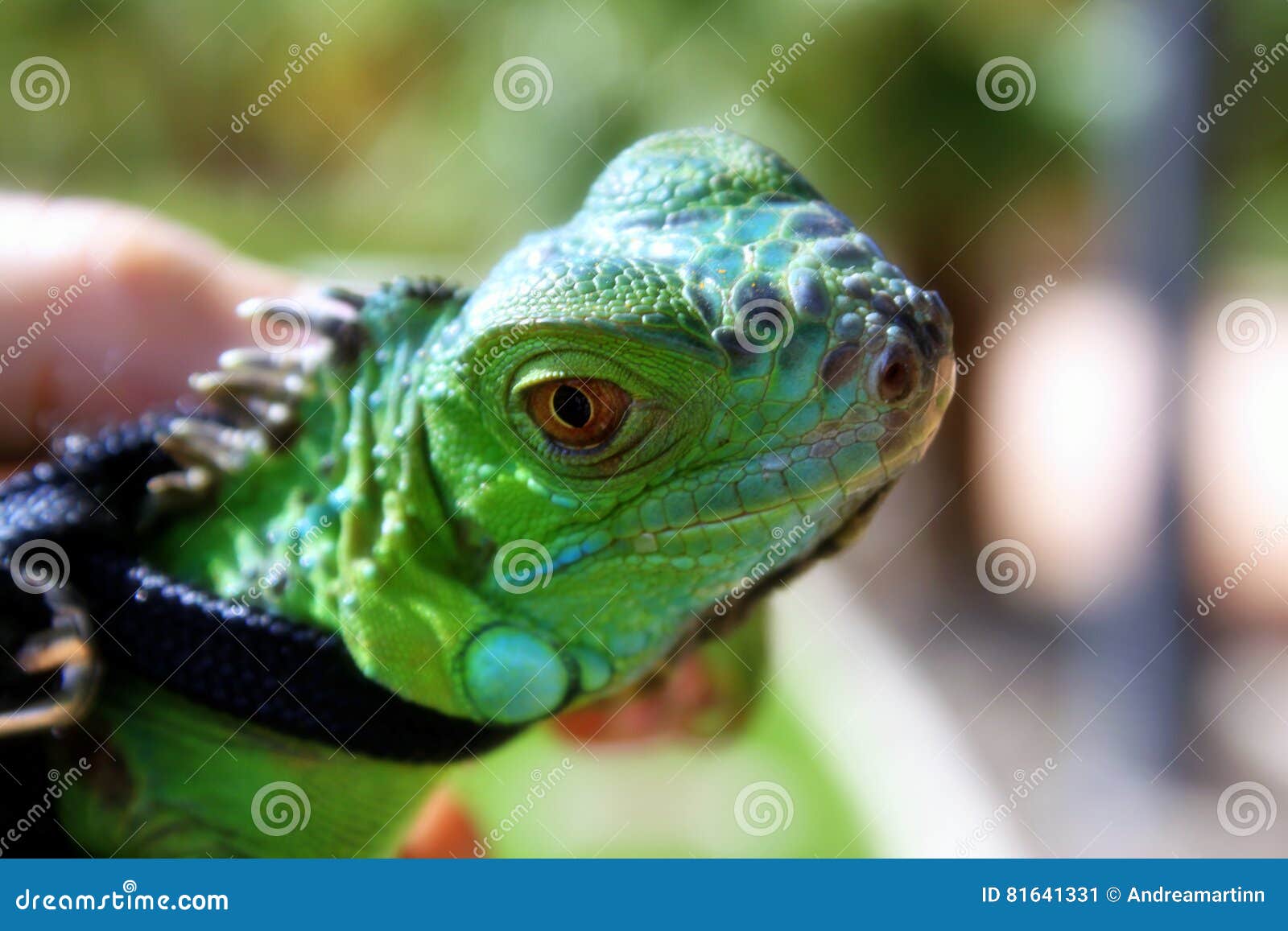 Little iguana on a leash stock image. Image of countryside 81641331