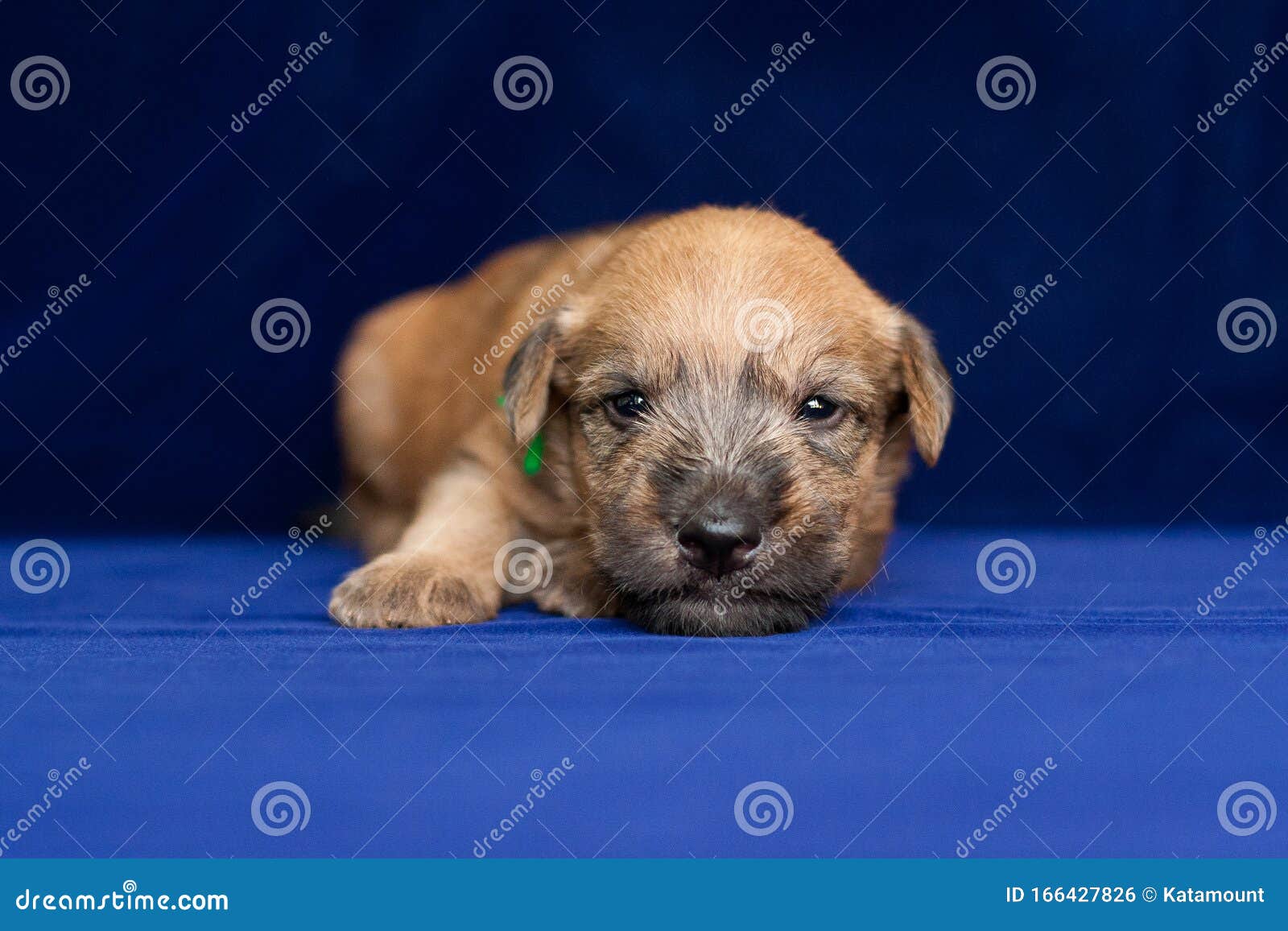 newborn wheaten terrier