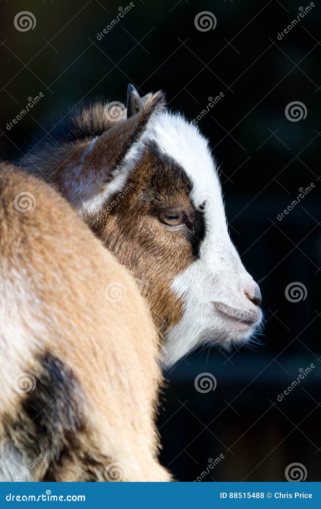 Little Kid stock photo. Image of park, paradise, goat 88515488