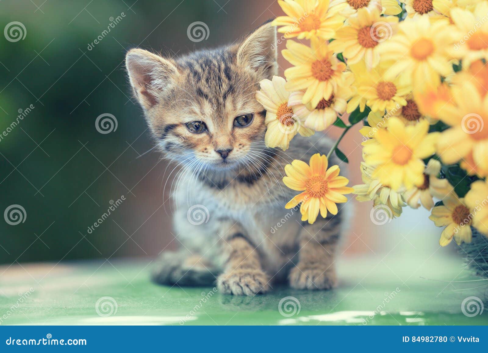 Little kitten with flowers stock photo. Image of breed 84982780