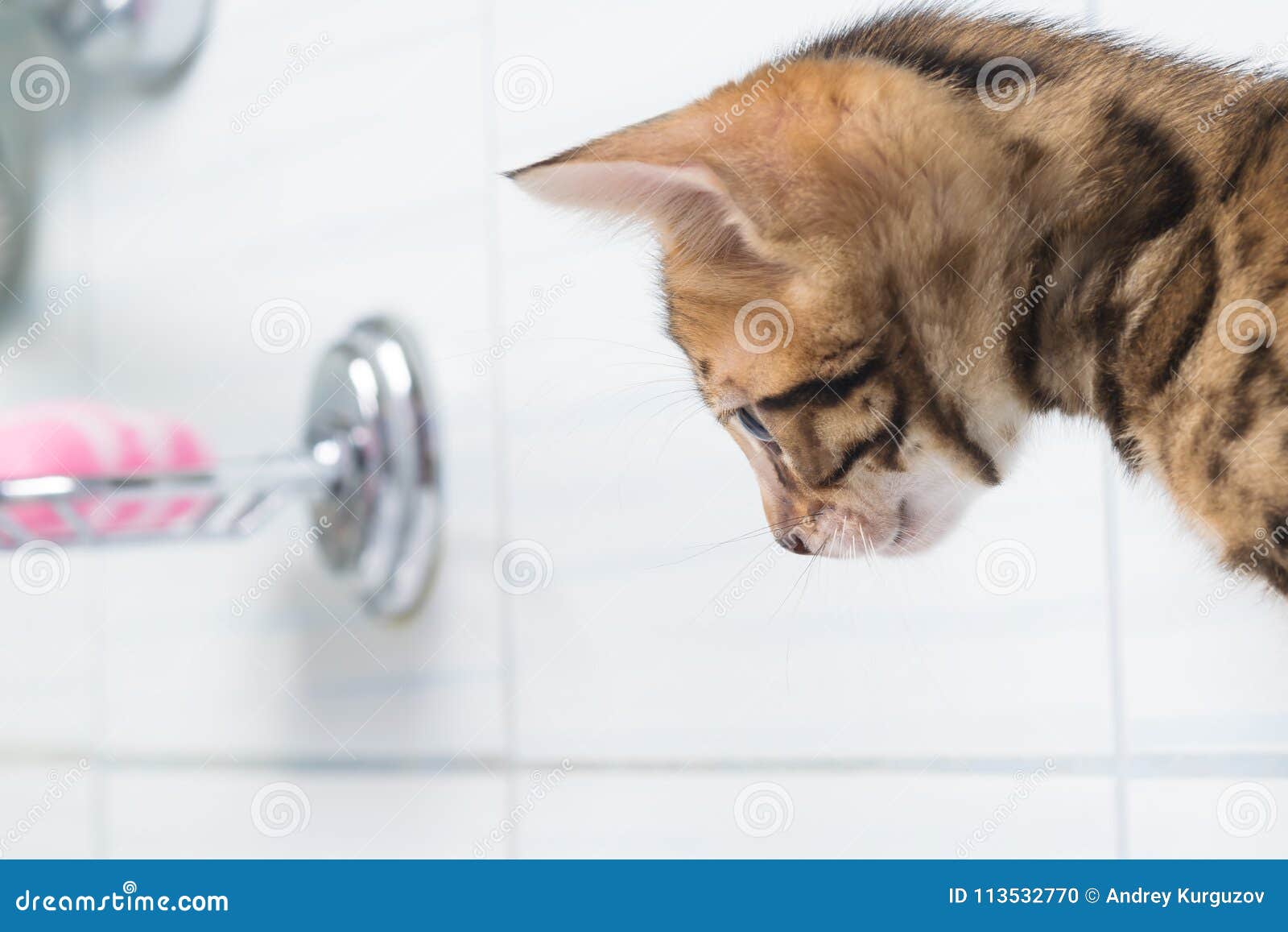 Little Kitten Looks at the Water in the Bathroom Stock Photo Image of