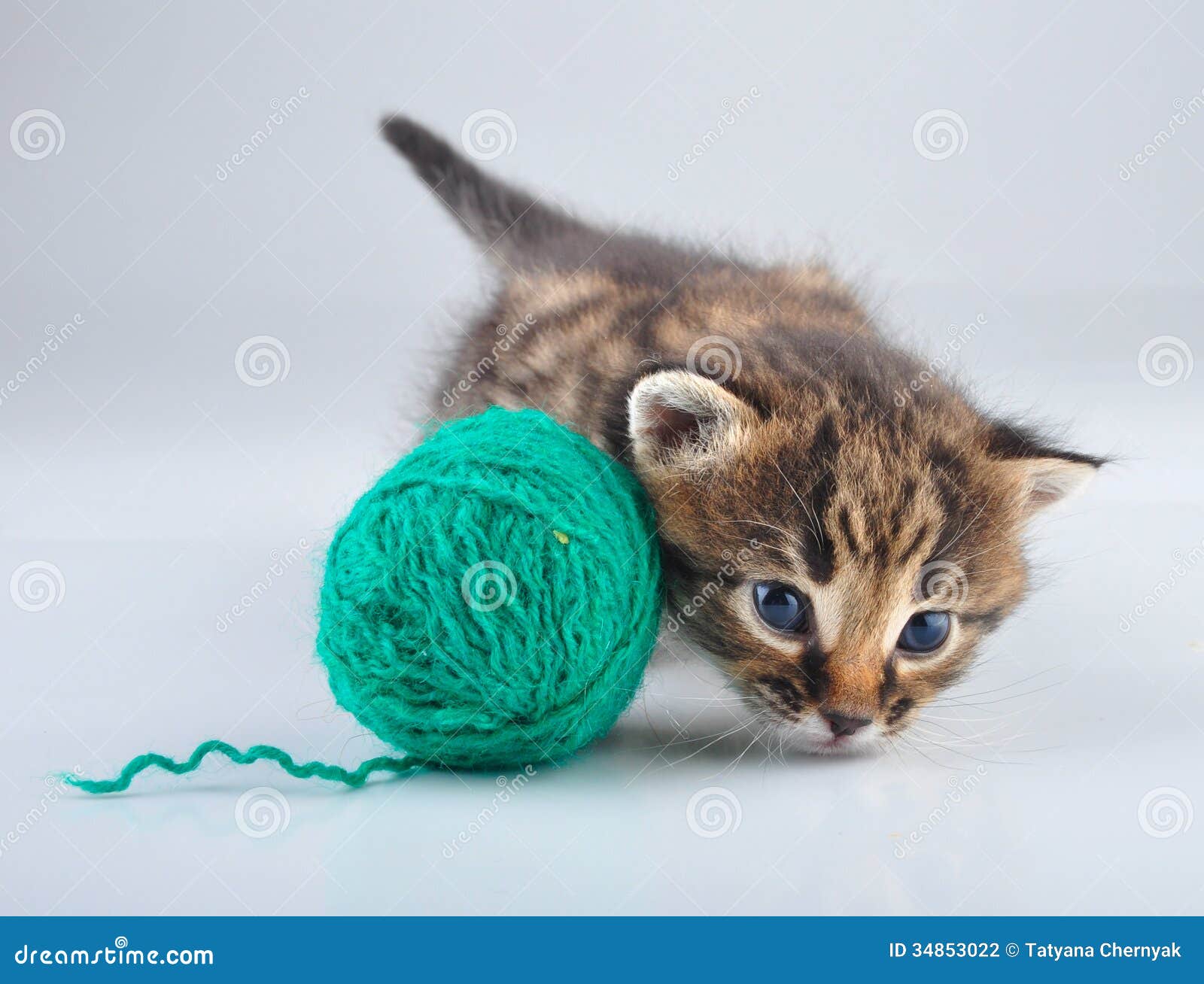 Little Kitten Playing with a Ball Stock Photo Image of beautiful