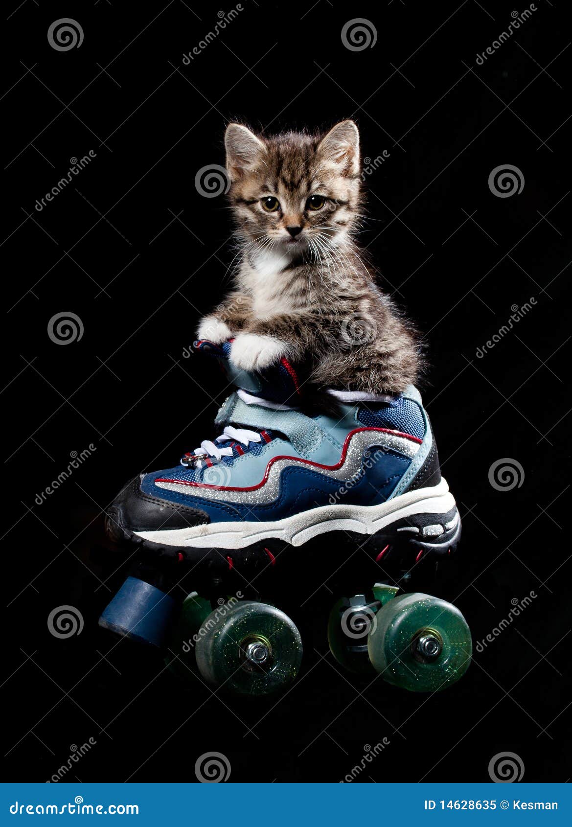 le post bonjour  - Page 15 Little-kitten-roller-skates-14628635