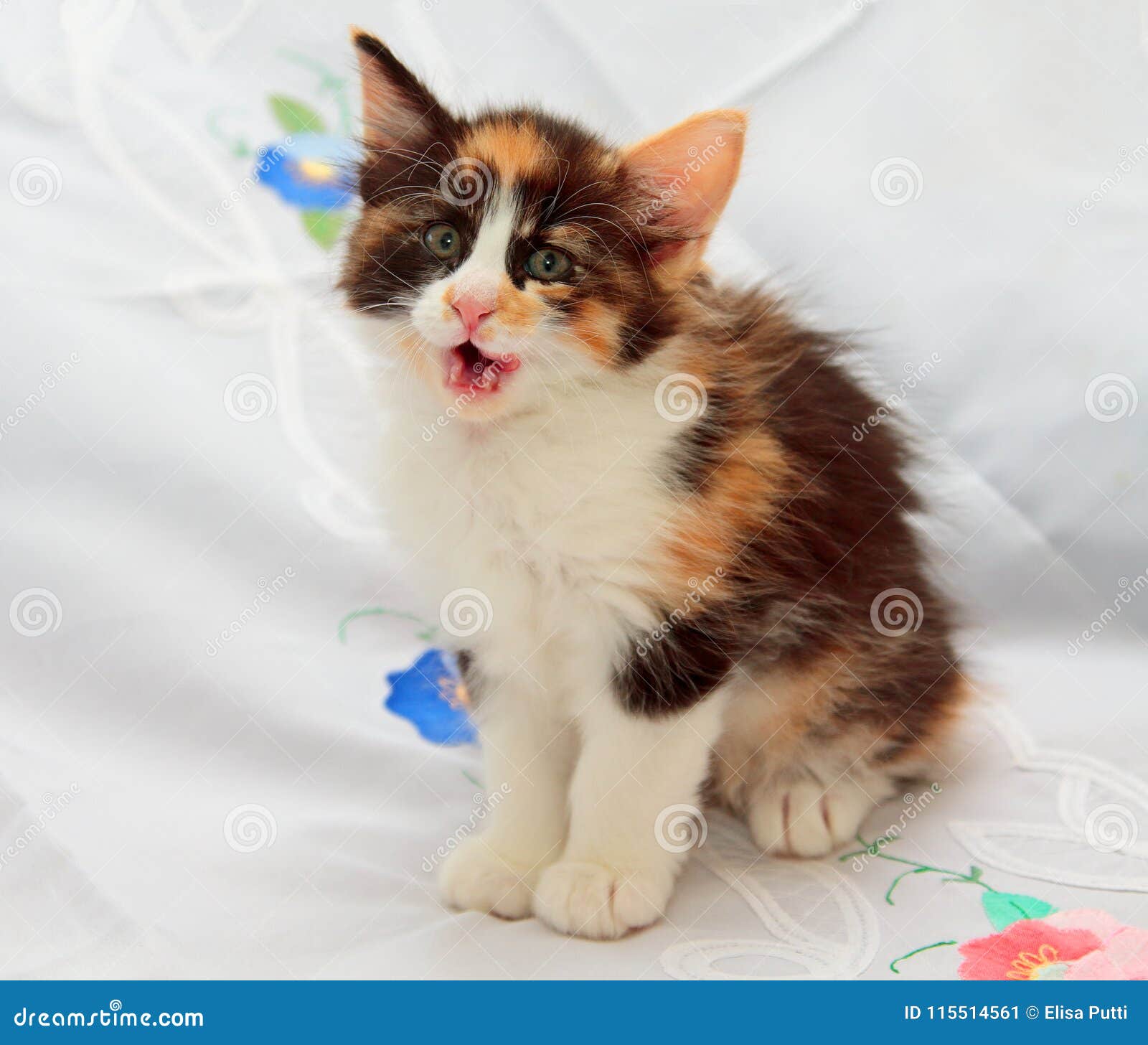 Small Norwegian Forest Cat Kitten Yawning Stock Image Image of