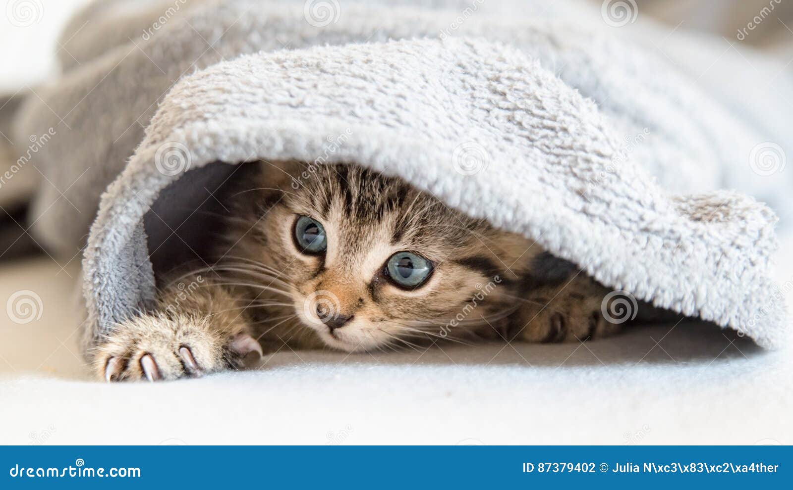 Little Kitten Under A Blanket Stock Photo Image Of Gray Baby 87379402