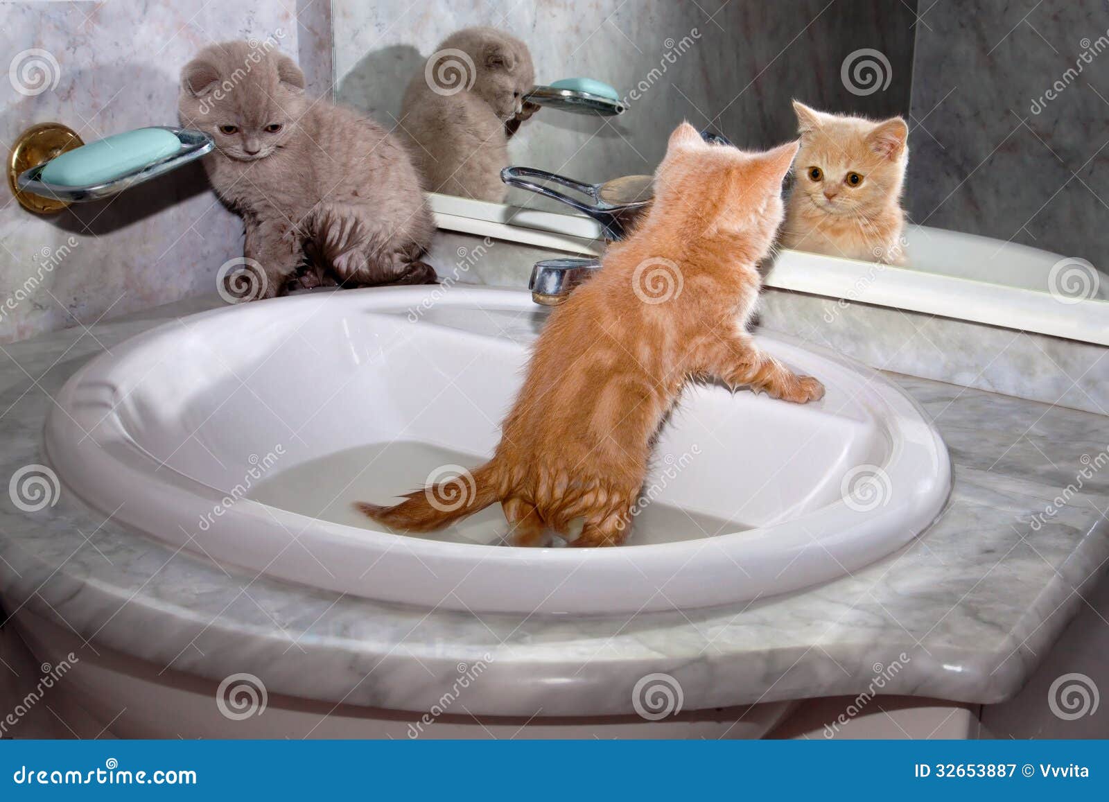 Little Kittens Bathing in the Sink Stock Image Image of animals