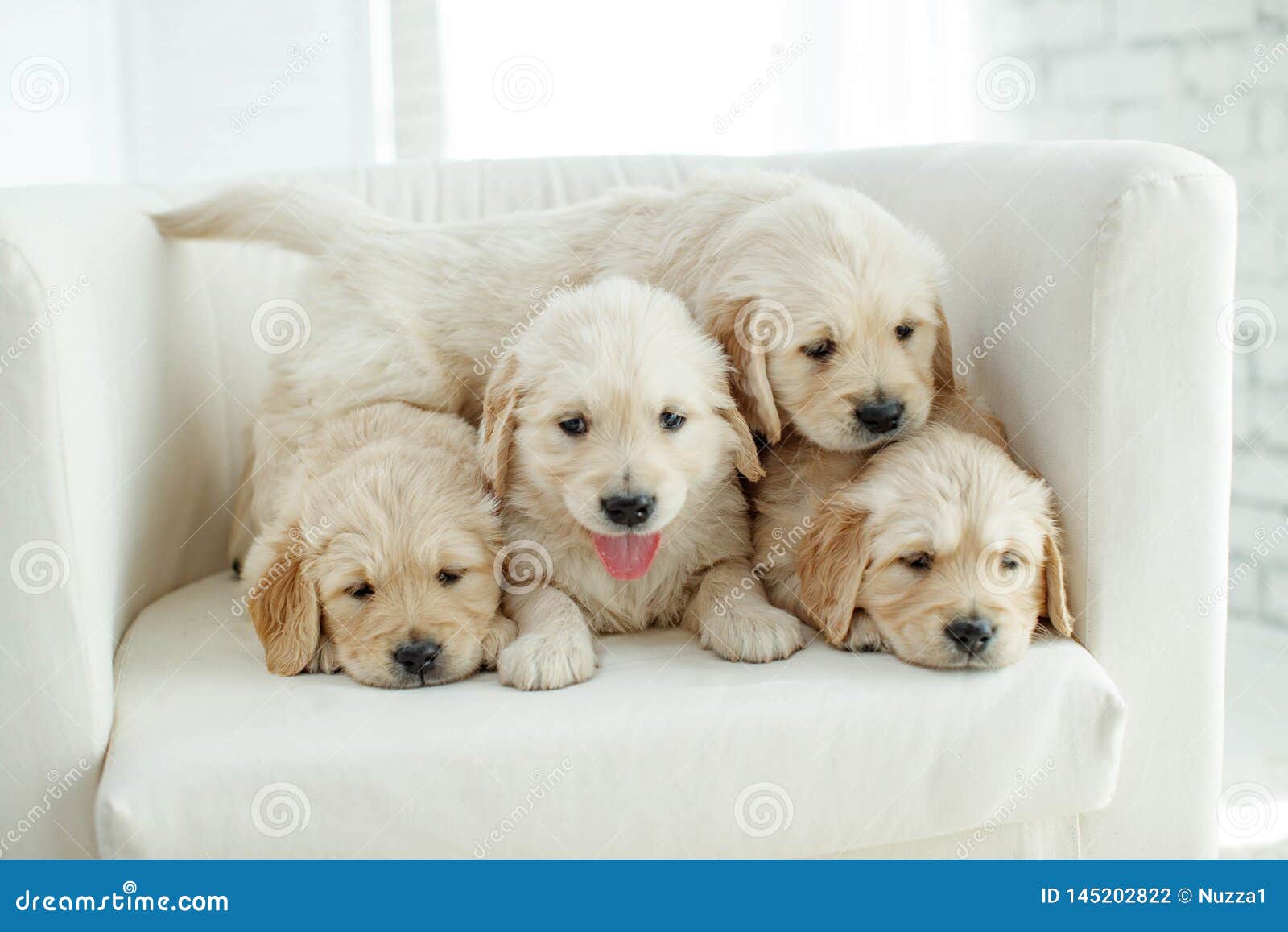 Little Labrador Puppies At Home On The Carpet. Stock Photo ...
